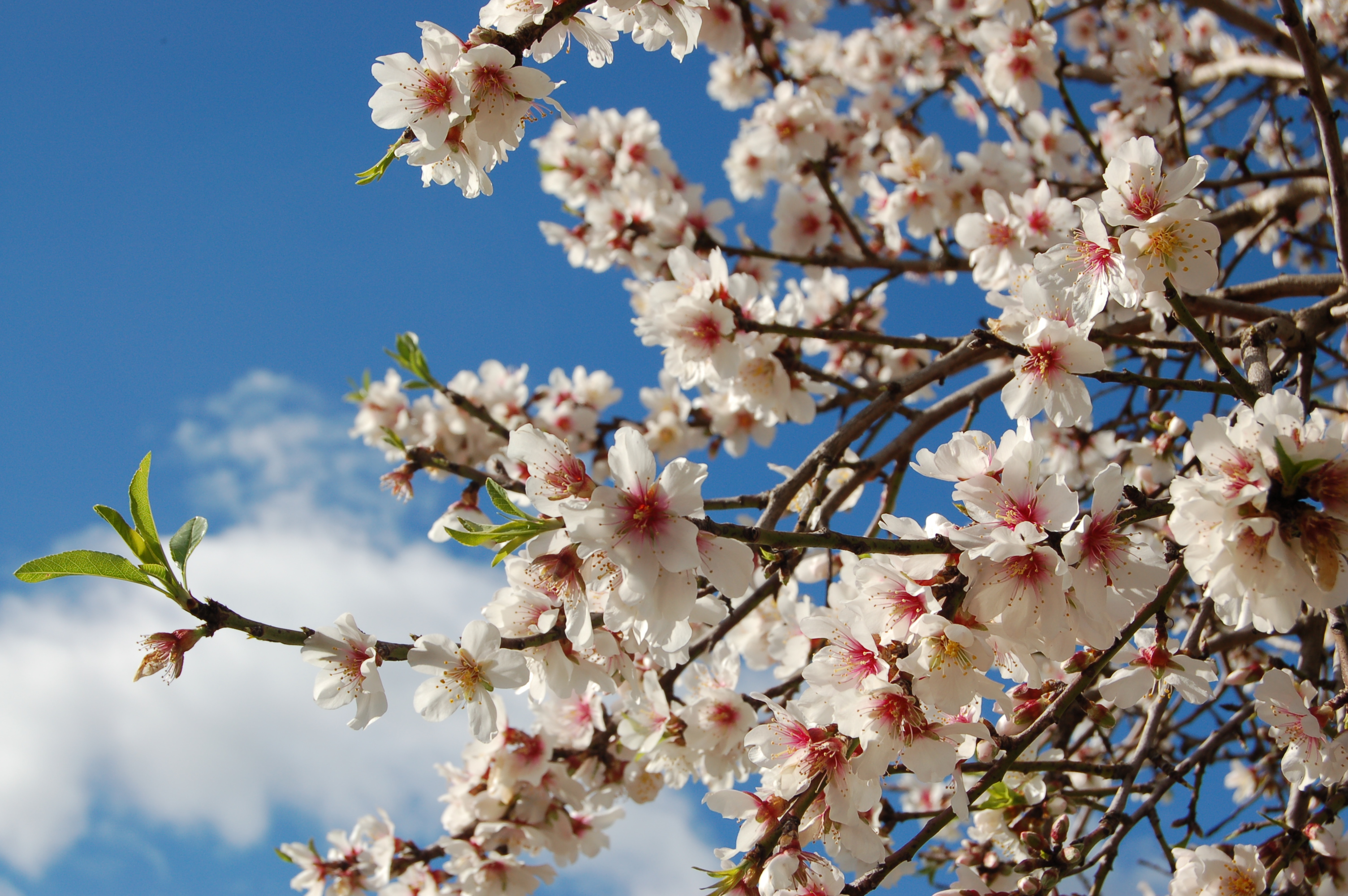 Mallorca + February = almond blossom | Living in rural Mallorca