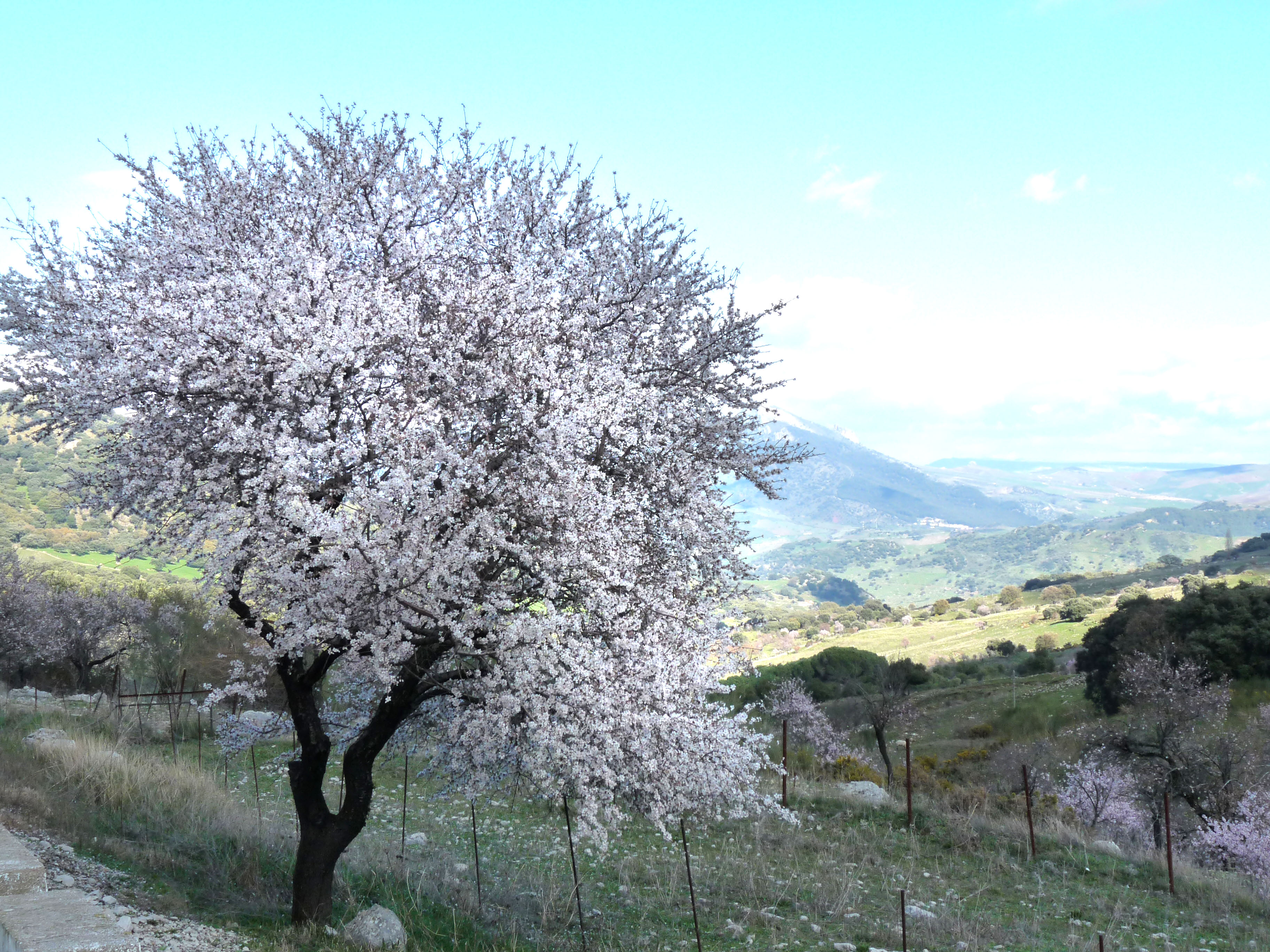 File:Almond blossom (5561007173).jpg - Wikimedia Commons