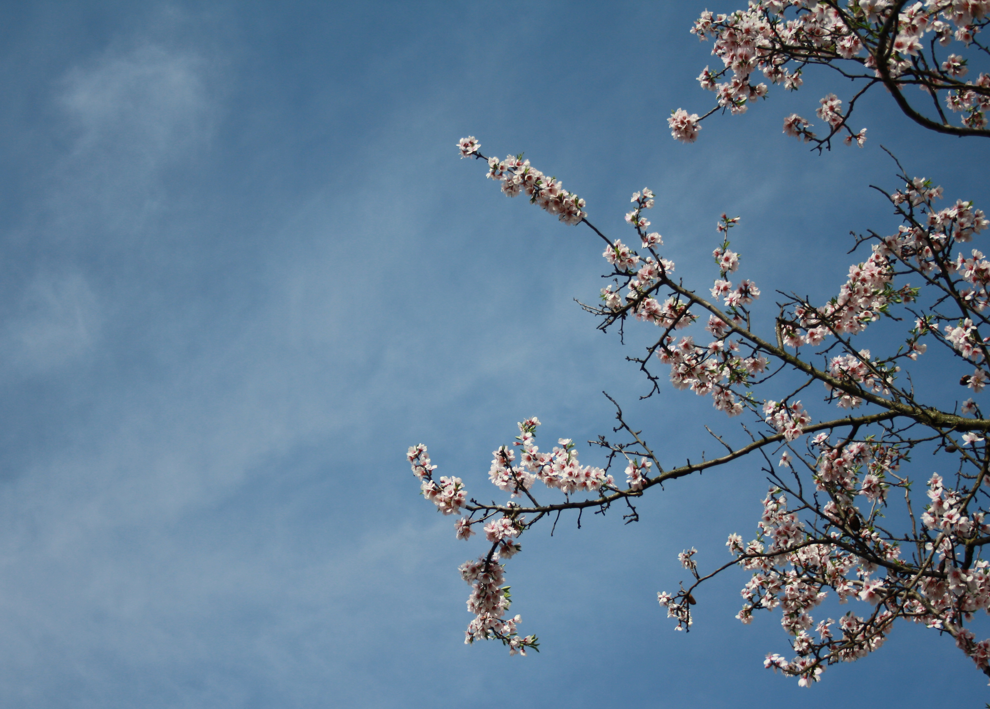 Almond blossom photo