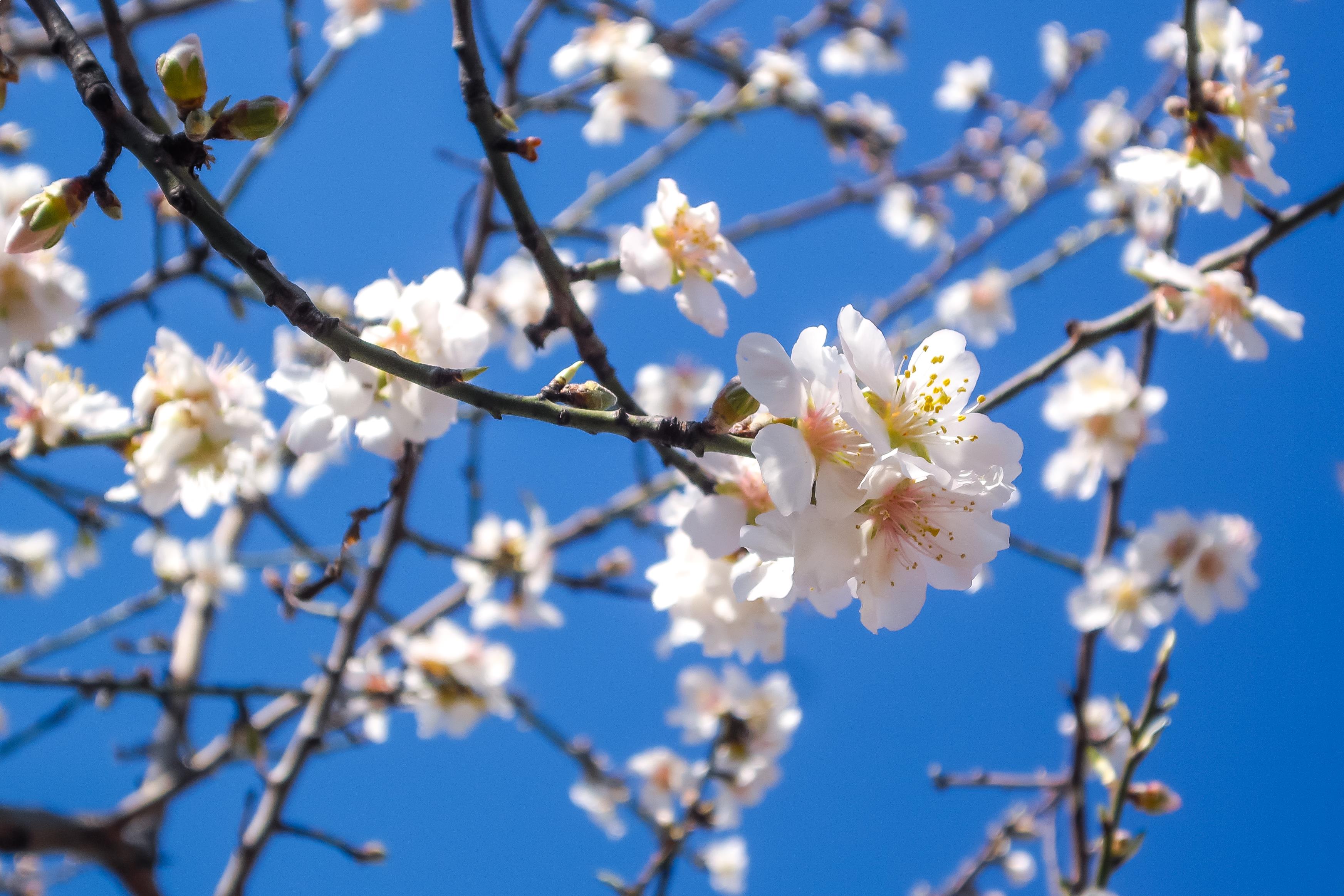 Almond Blossom - Picography Free Photo