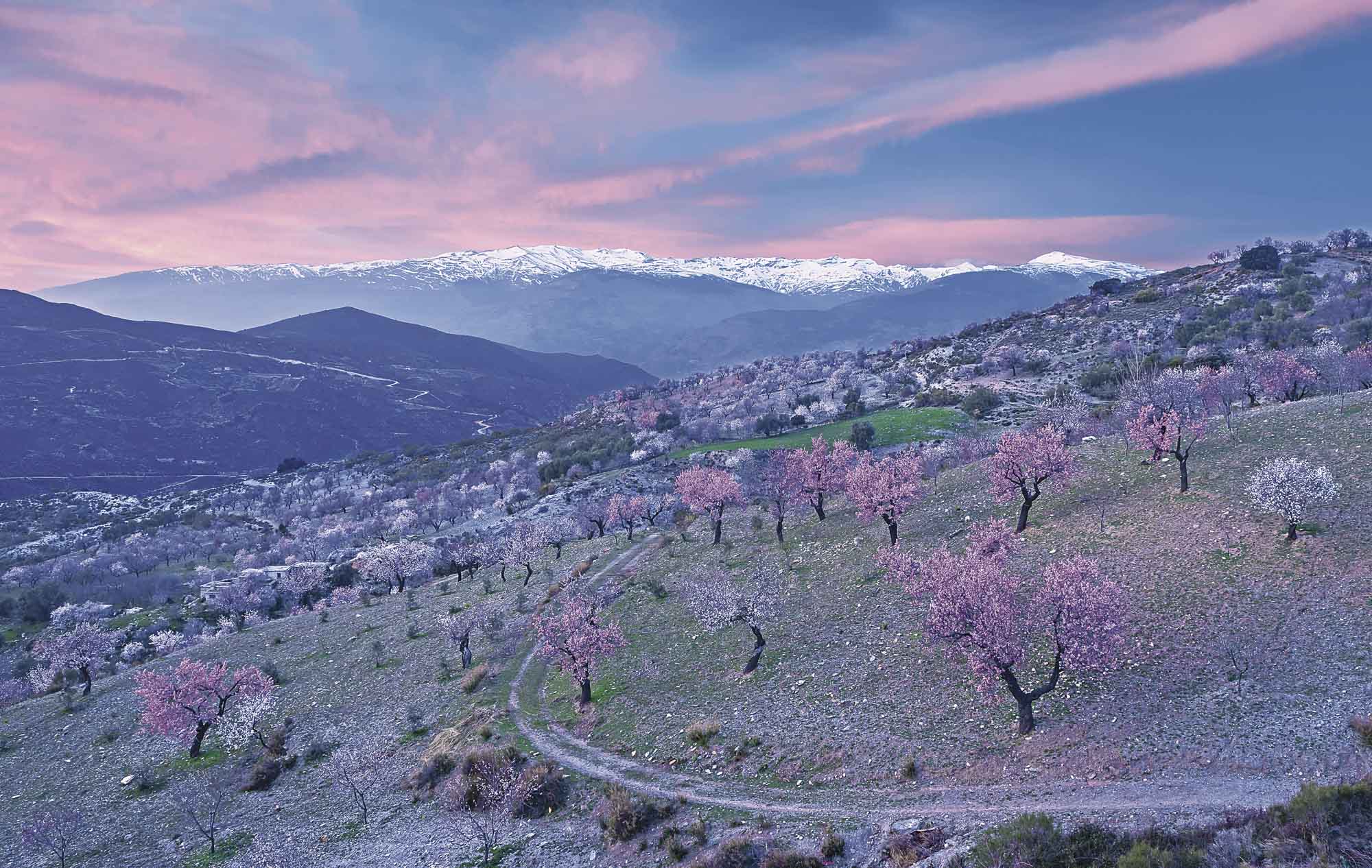 The beauty of southern Spain's almond blossom - Discovery