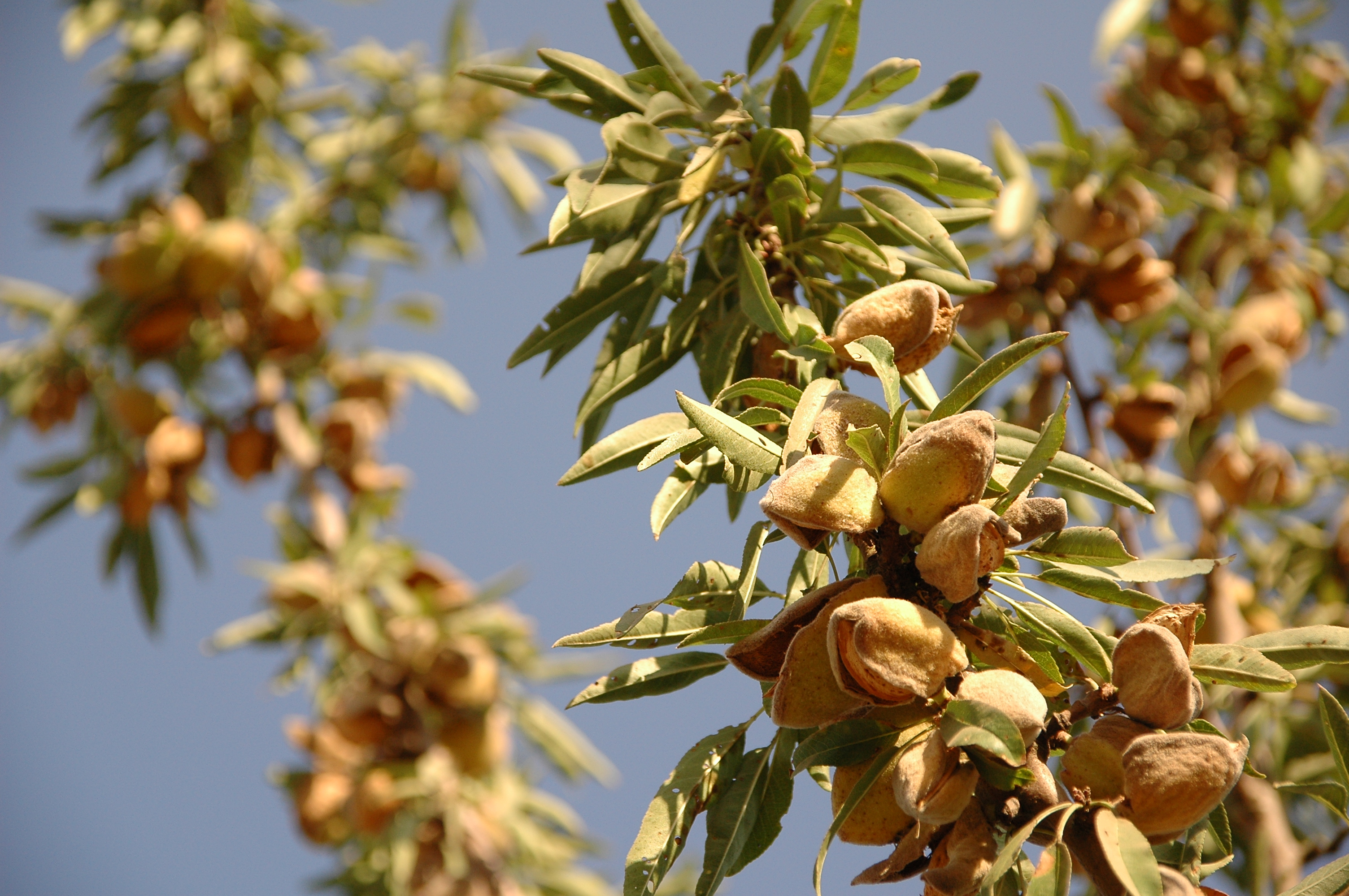Almond tree defoliation not as effective for rust management ...