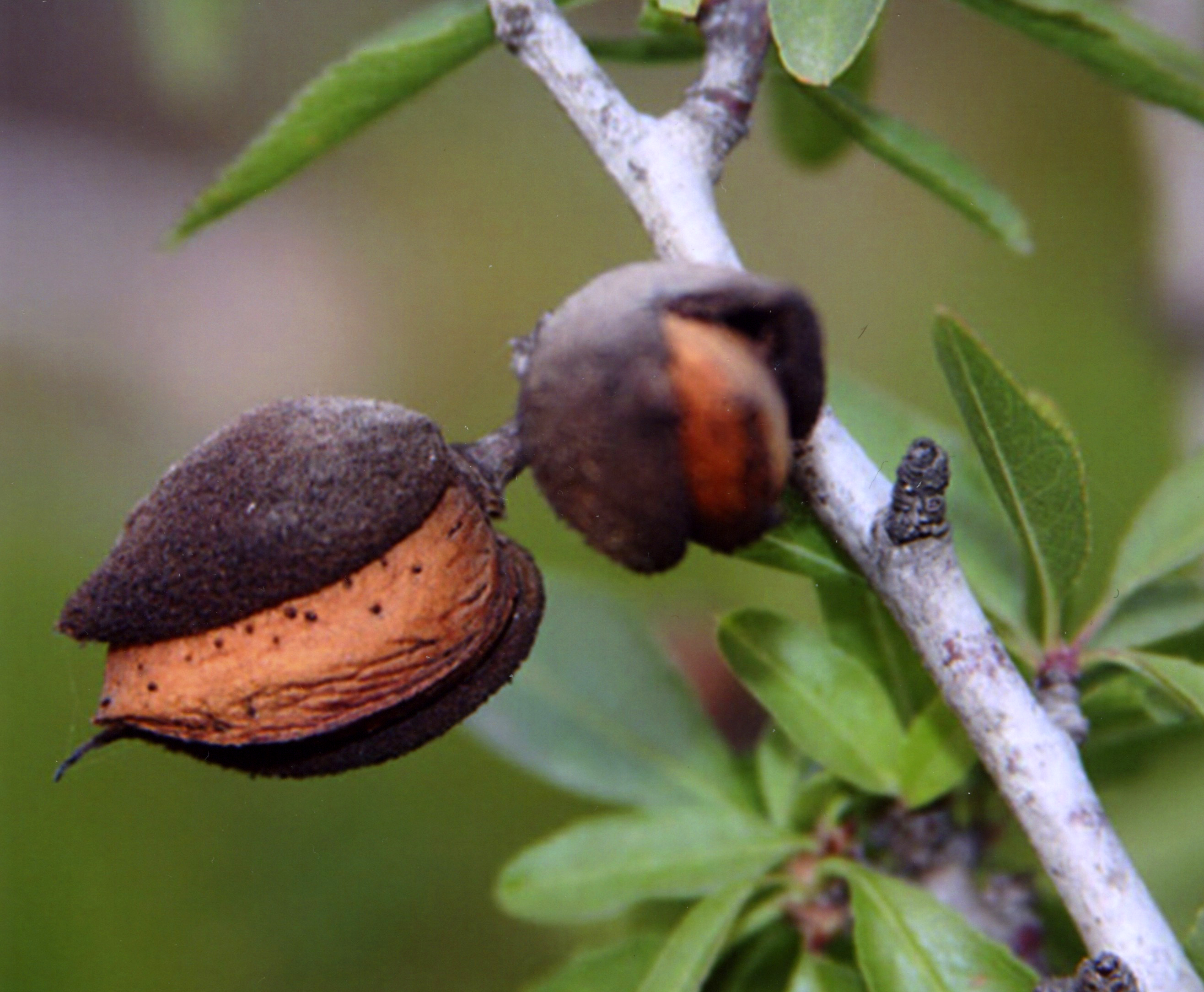 For Jewish Arbor Day, why not plant an almond tree? | AZ Jewish Post