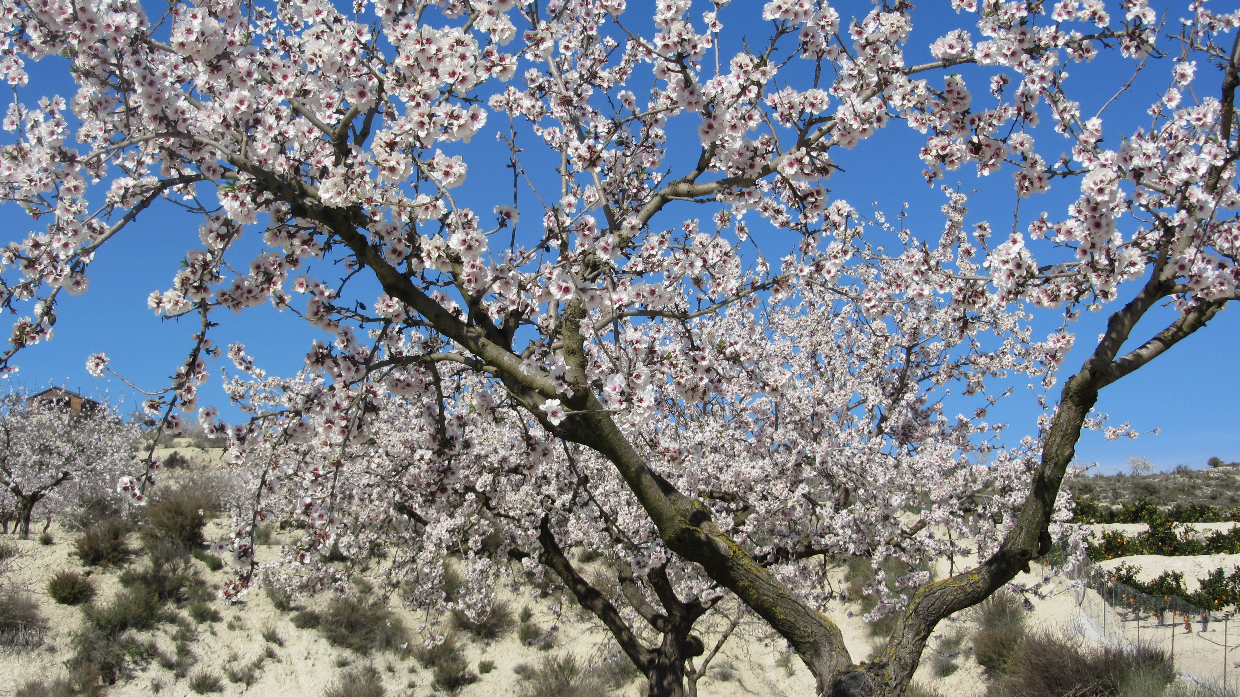Almond tree flowering | Best of Costa Blanca > Torrevieja < Spain