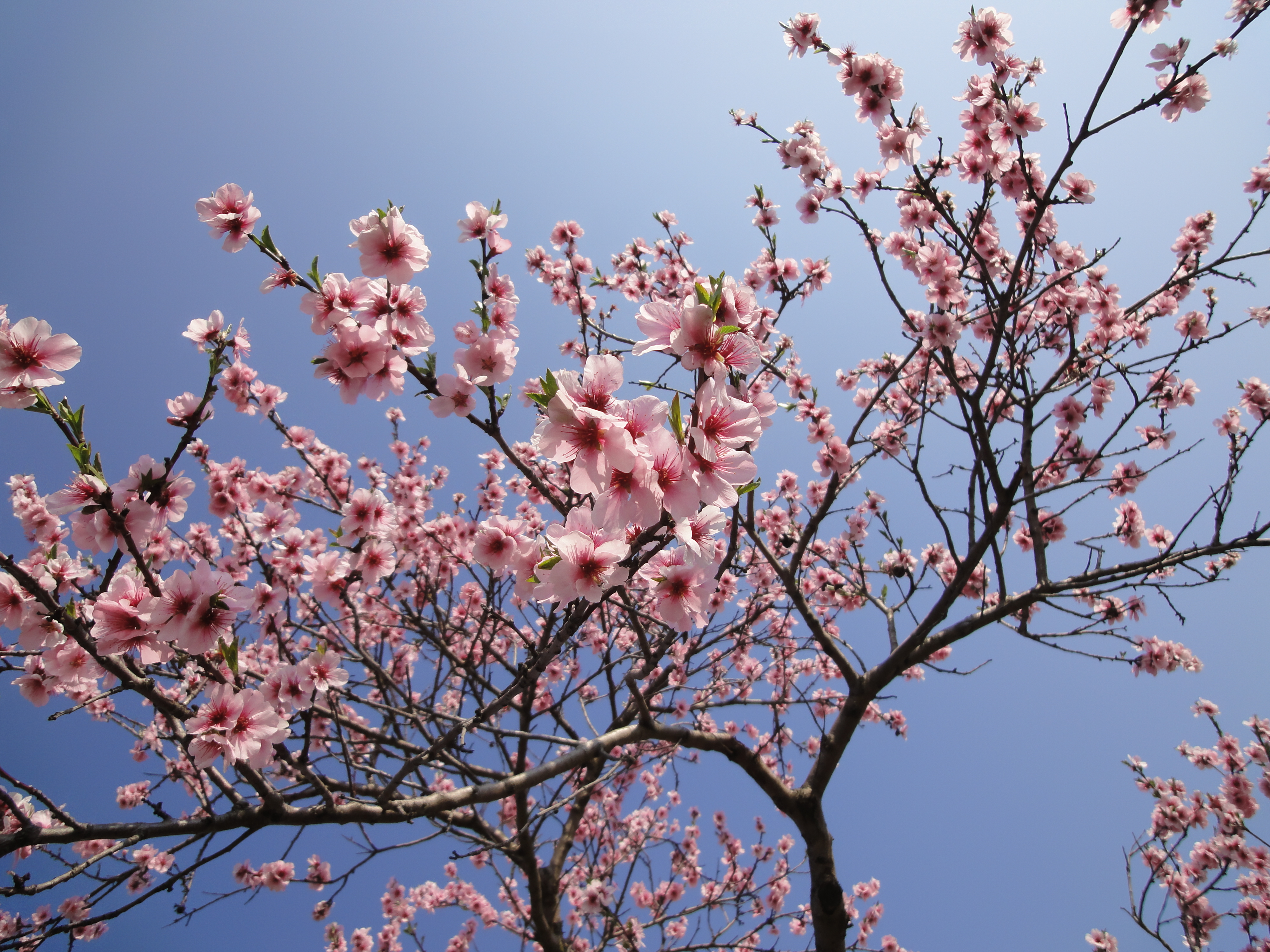 The Weekend :: Mandelblütenfest (Almond Tree Blossom Festival ...