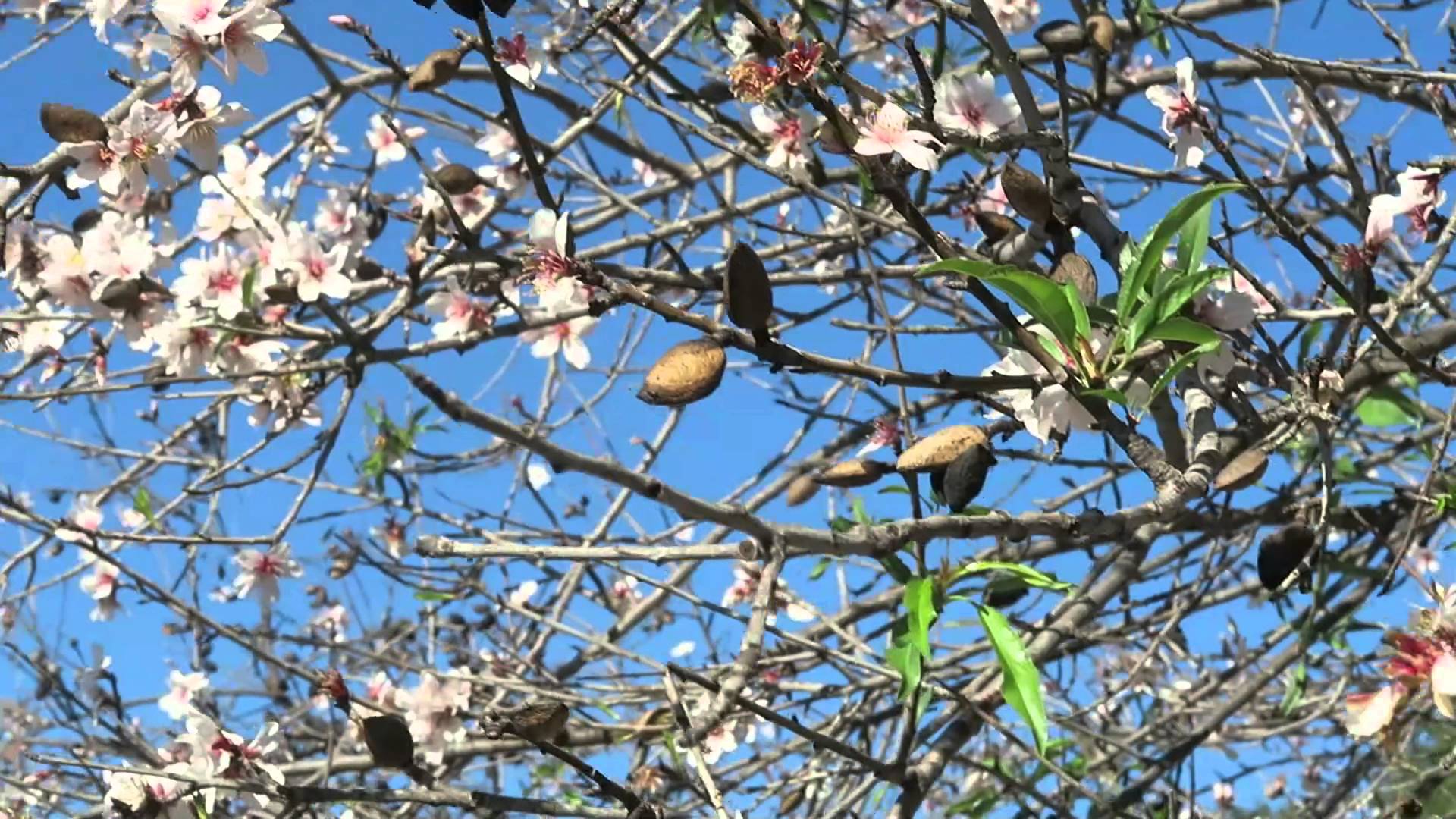 Almond trees blossoming in Spain - YouTube