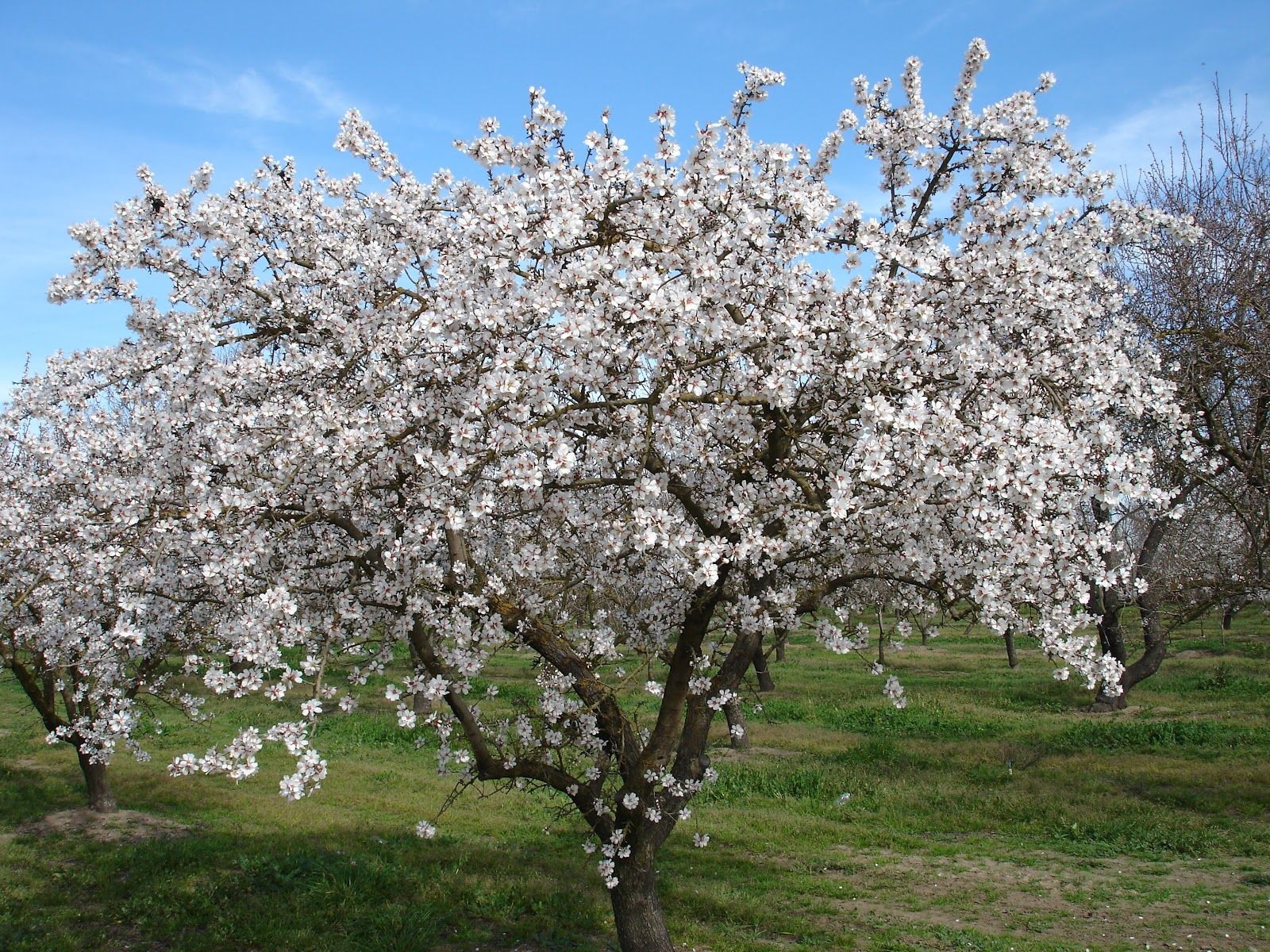The almond tree is the first tree which blossoms, and marks the ...