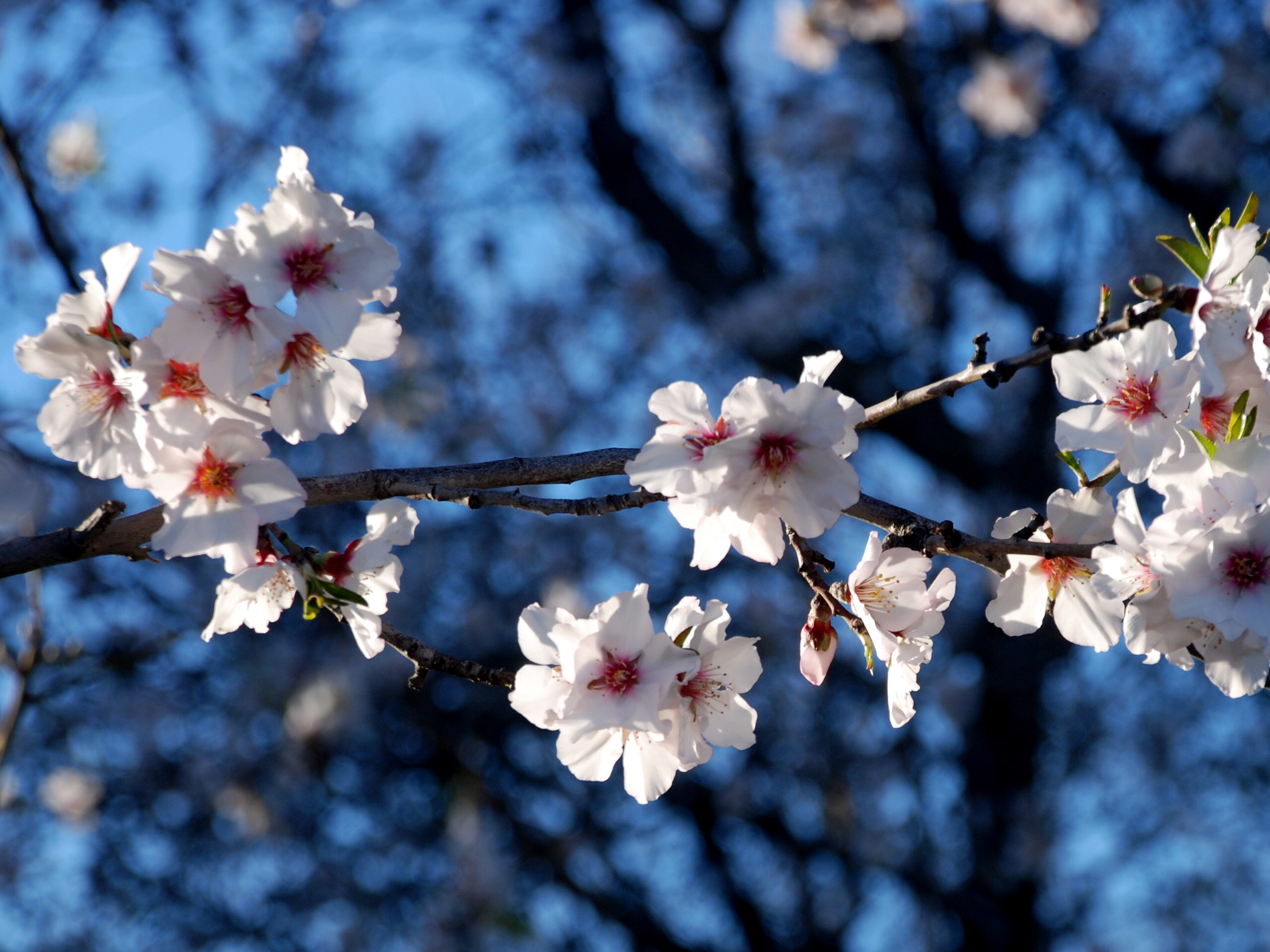 Hope and the Almond Blossom – Ever-Increasing Light