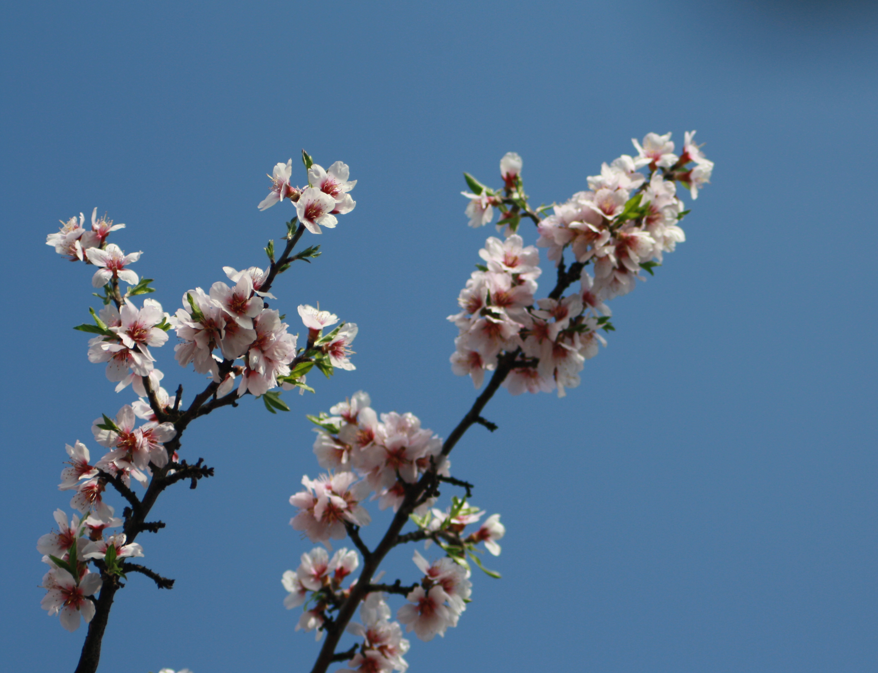 Almond Tree Blossom, Almond, Blossom, Flowers, Summer, HQ Photo