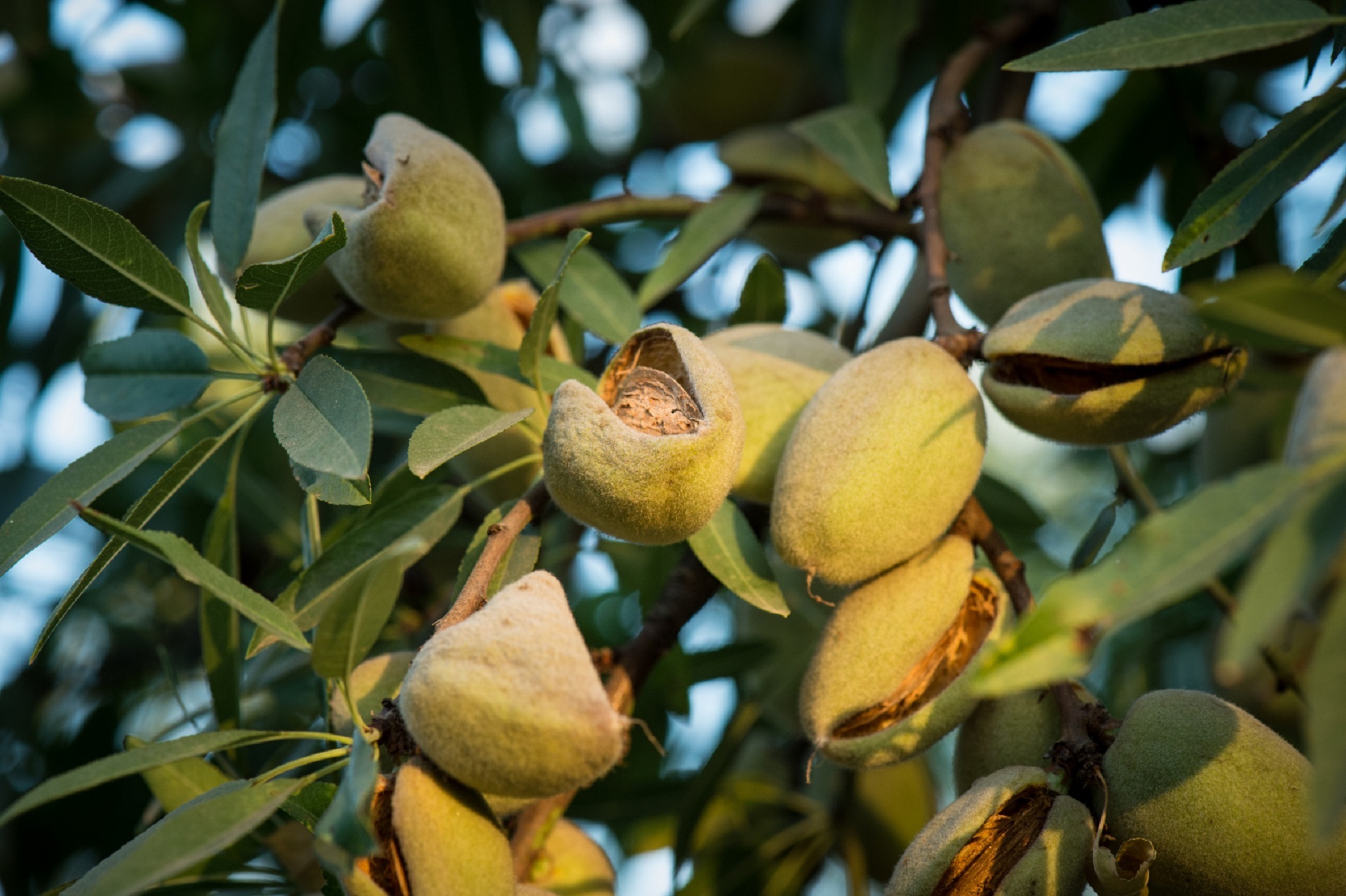 Almonds on the tree photo