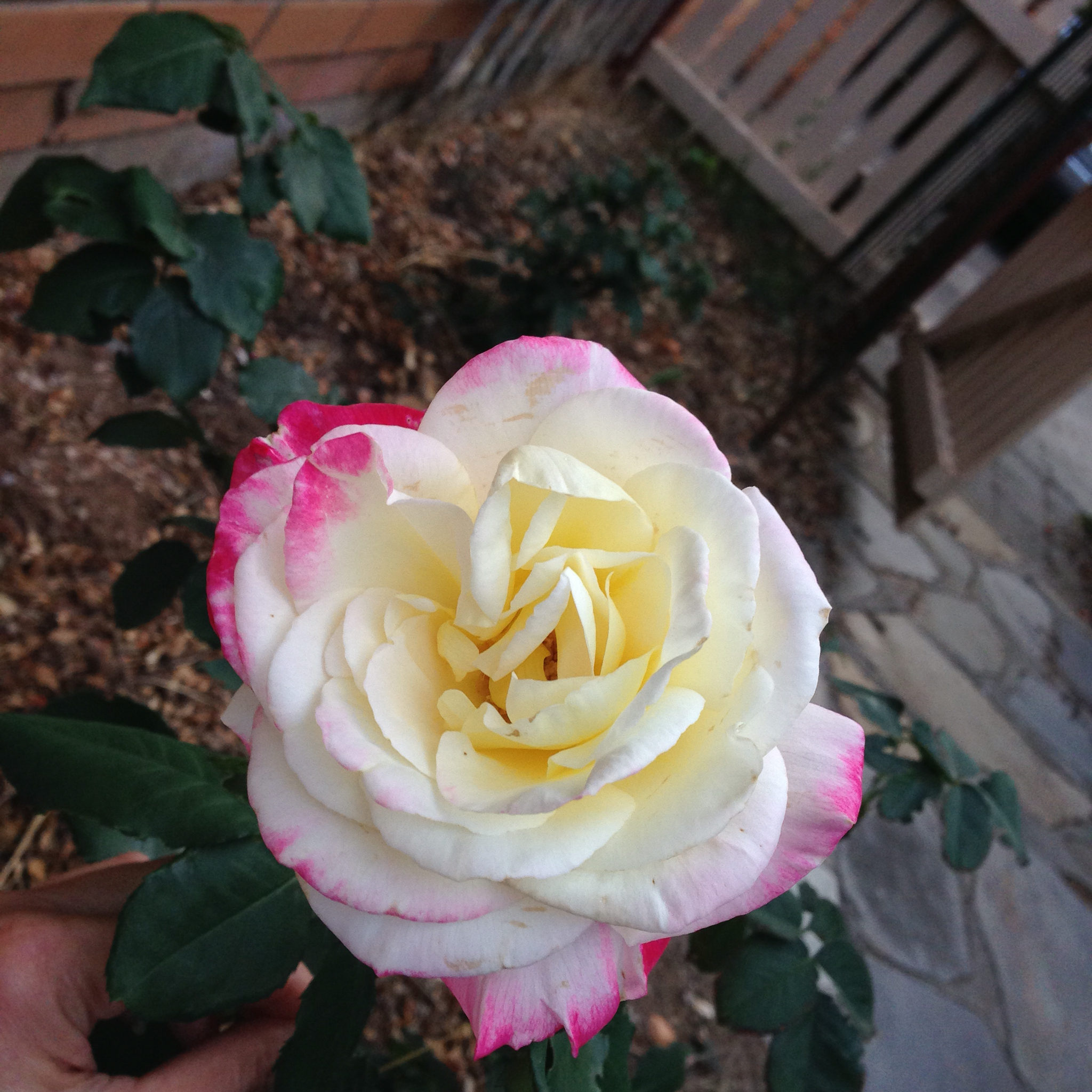 White rose with bright pink edges on outer petals only. Medium ...
