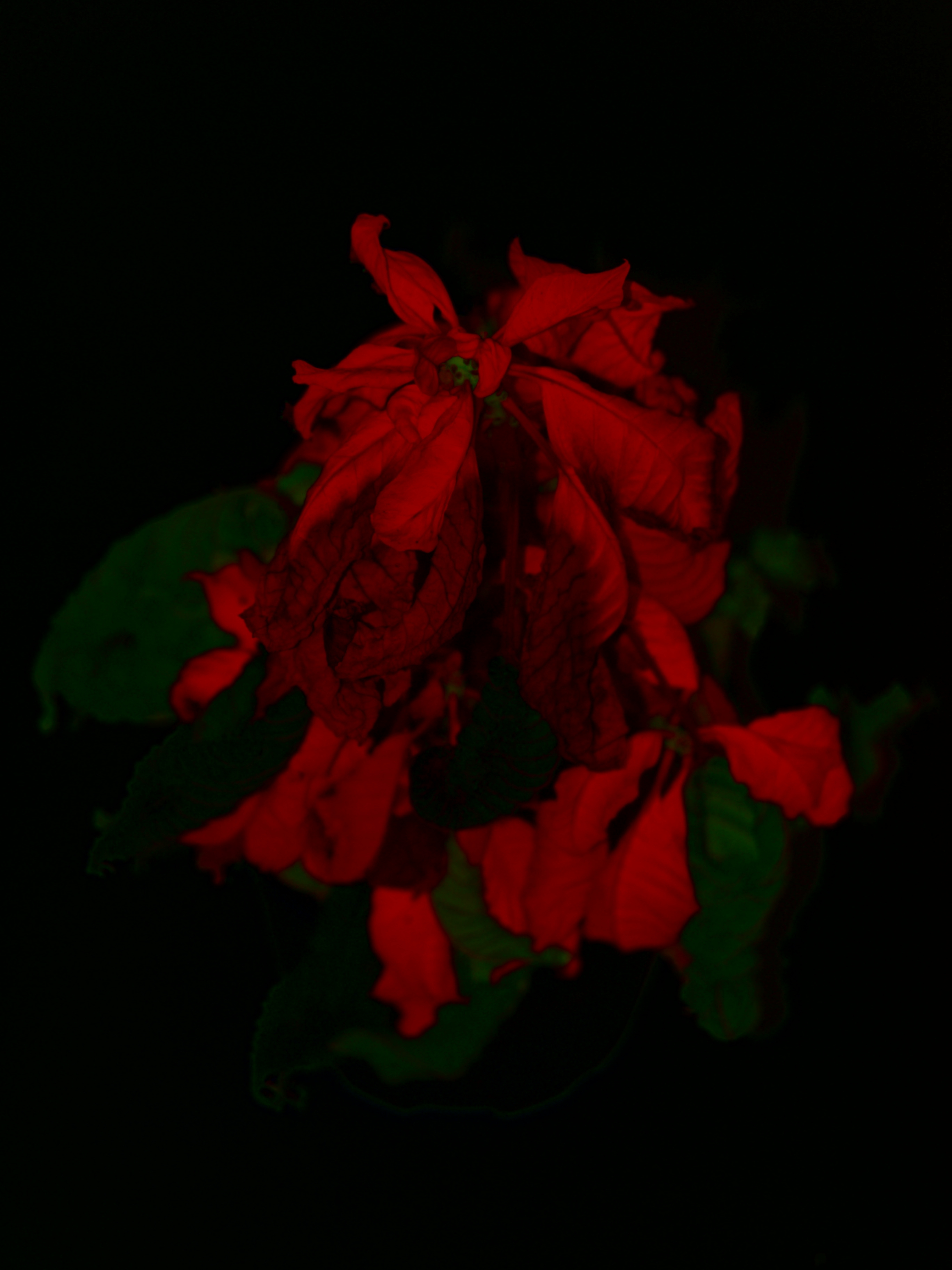 Almost dead flower, Almost, Beatifull, Dead, Decor, HQ Photo