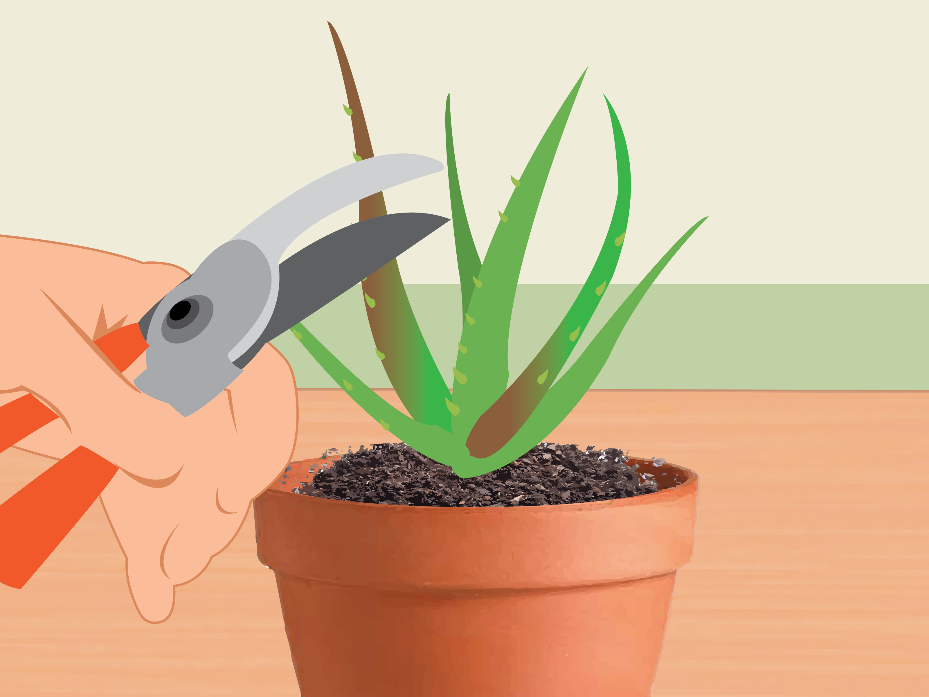 3 Ways to Revive a Dying Aloe Vera Plant - wikiHow