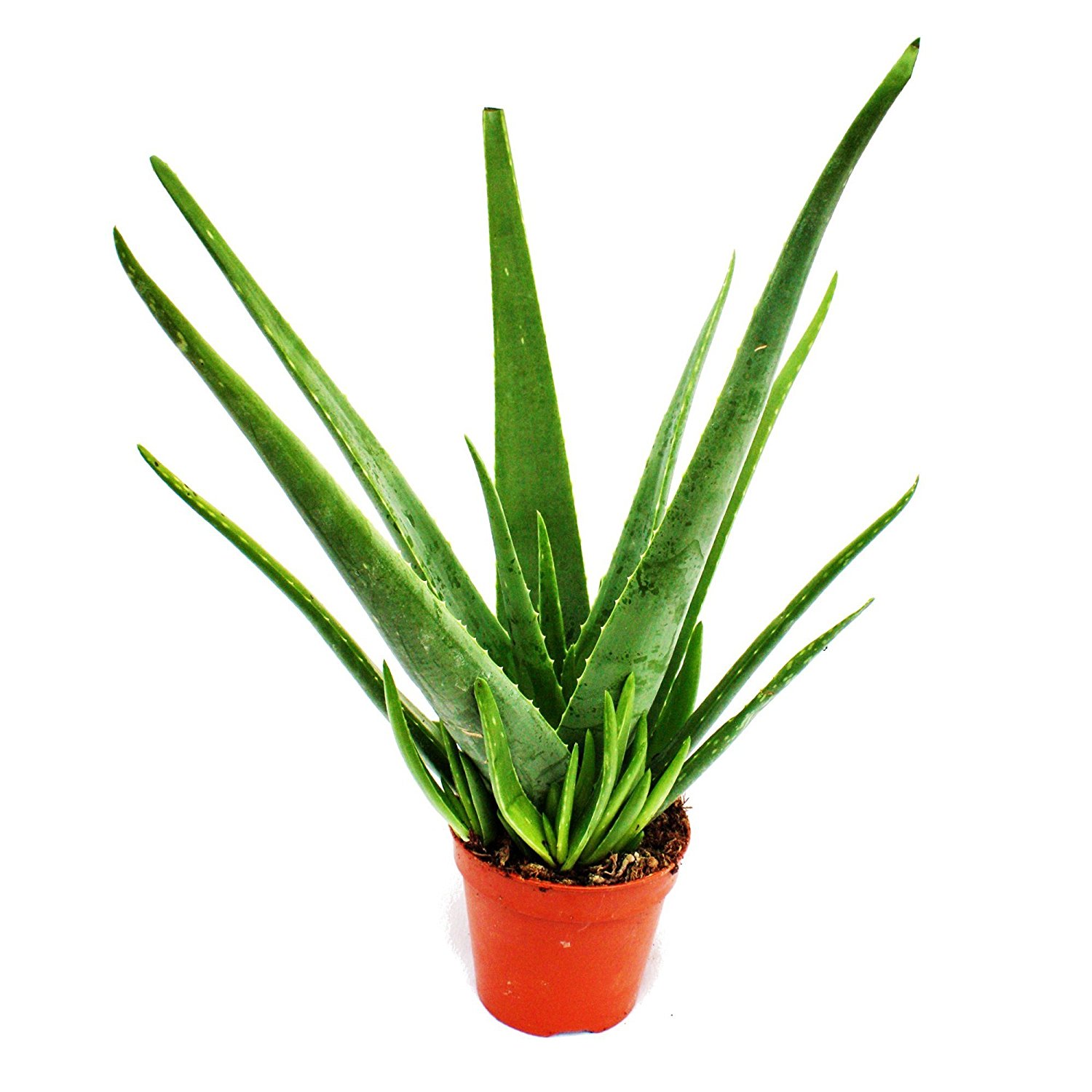 Aloe vera - approx. 4-5 years old - 15cm pot: Amazon.co.uk: Garden ...