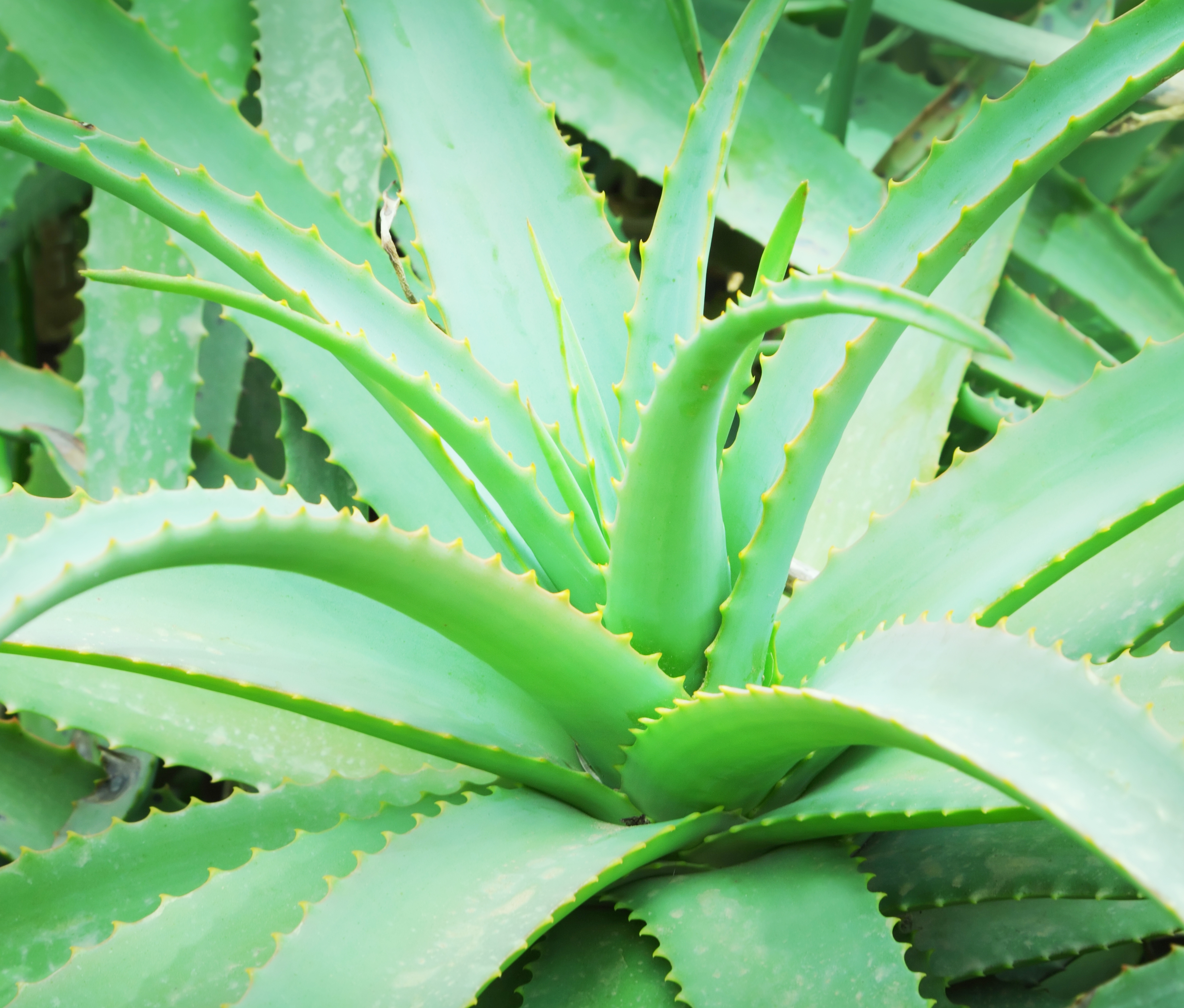 From Hair to Toe, Aloe Vera Makes You Healthy and Glow - Tulu Adda