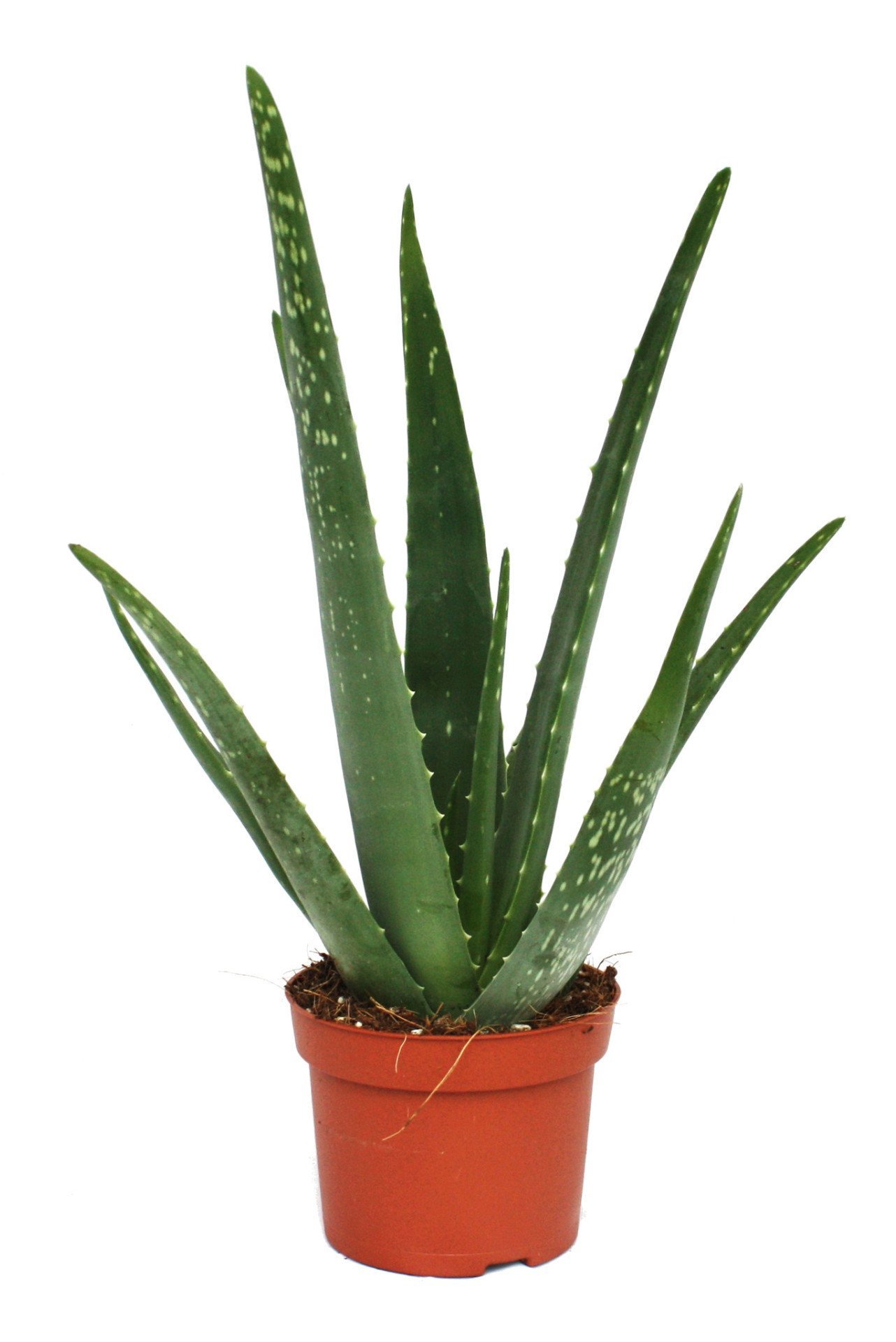Aloe Vera - Buy Indoor Outdoor Plants Online - LawnKart.com ...
