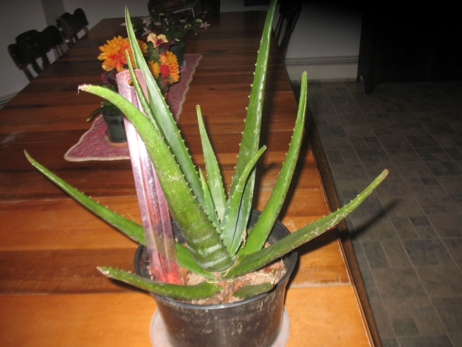 Aloe vera flower photo