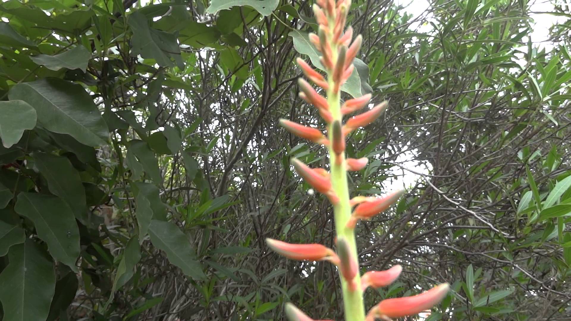 Aloevera flowers - YouTube