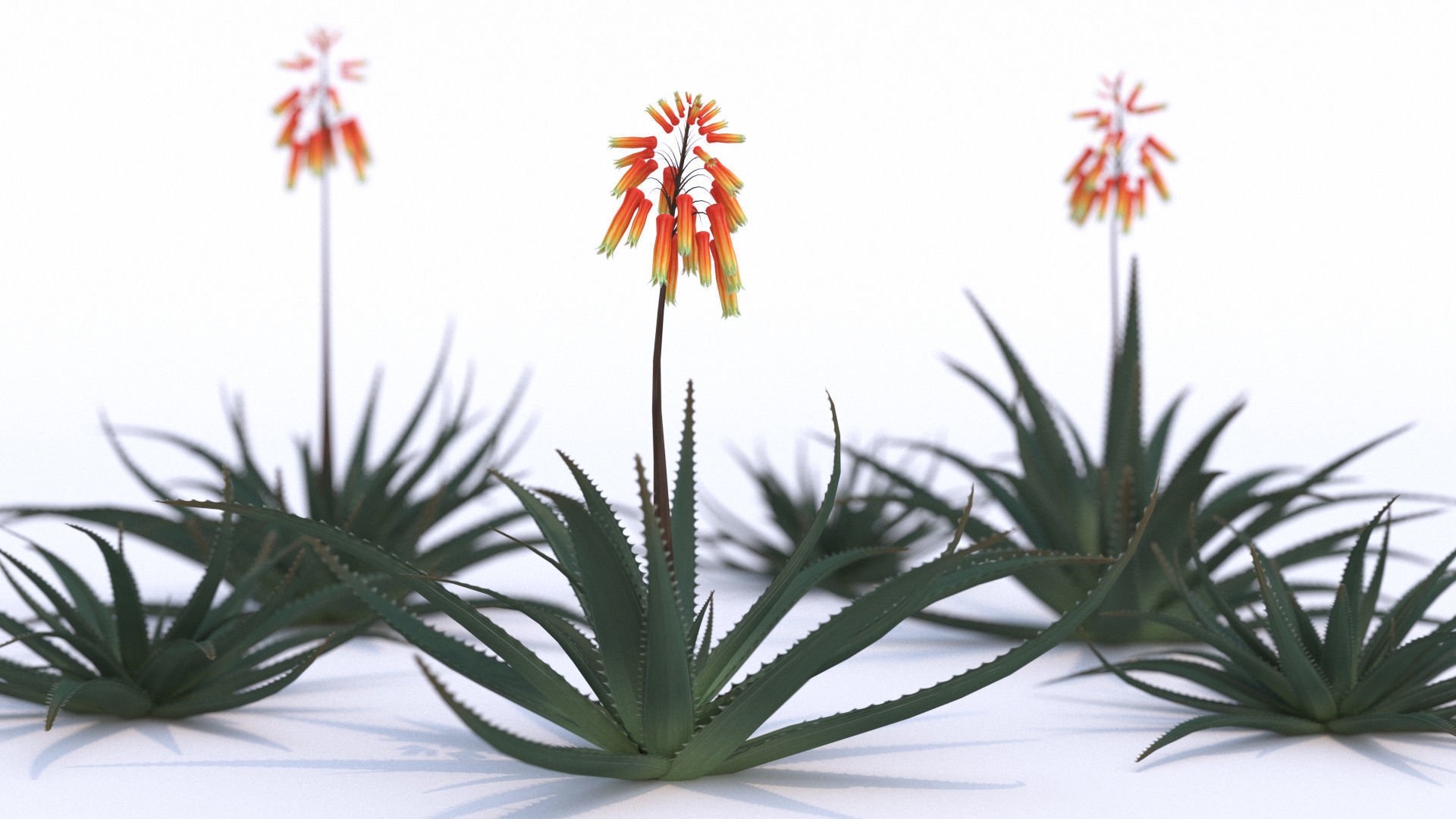 Aloe Vera Flower 3D model | CGTrader