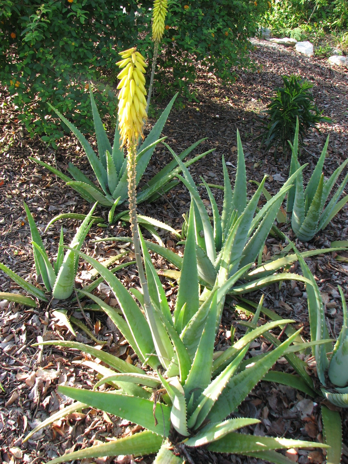 Leon Levy Native Plant Preserve - Plant Listings - Aloe vera