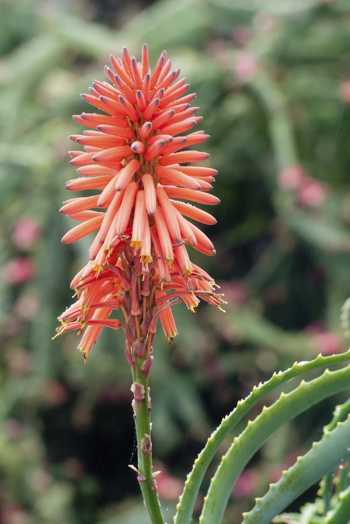 Does Aloe Vera Bloom: How To Get Flowers On Aloe Plants
