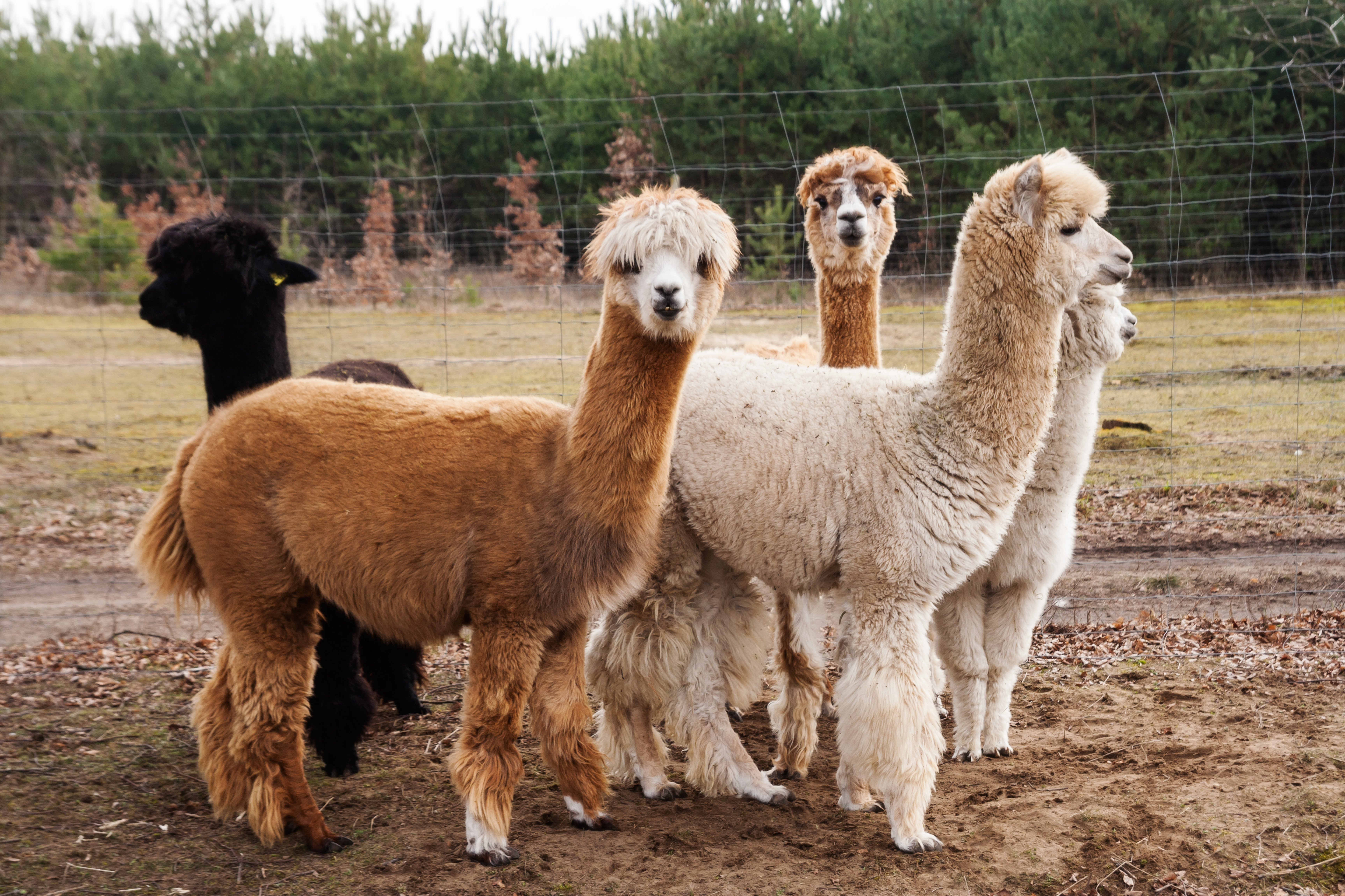 Raising Alpacas For Profit And Fun - Alpaca Valley Farms