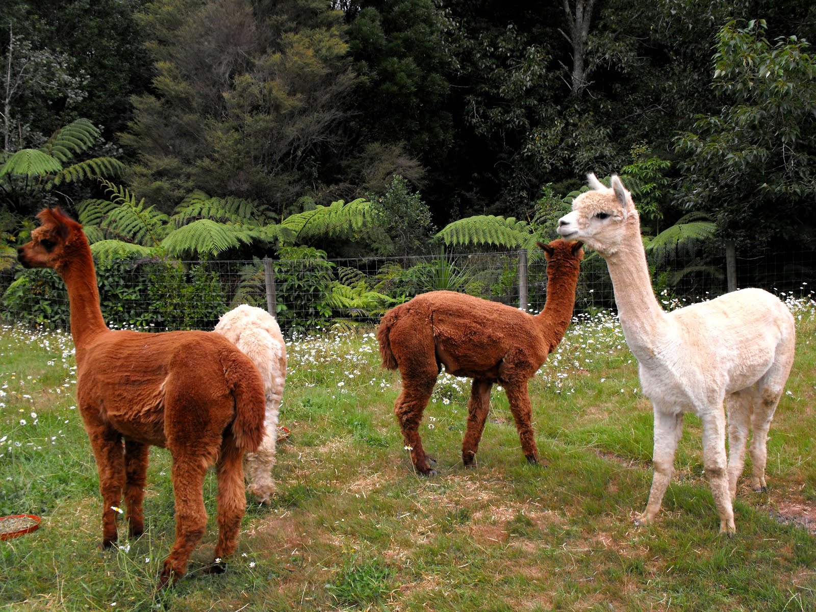 Happy Ramblings: A romp with a herd of alpacas and a power failure