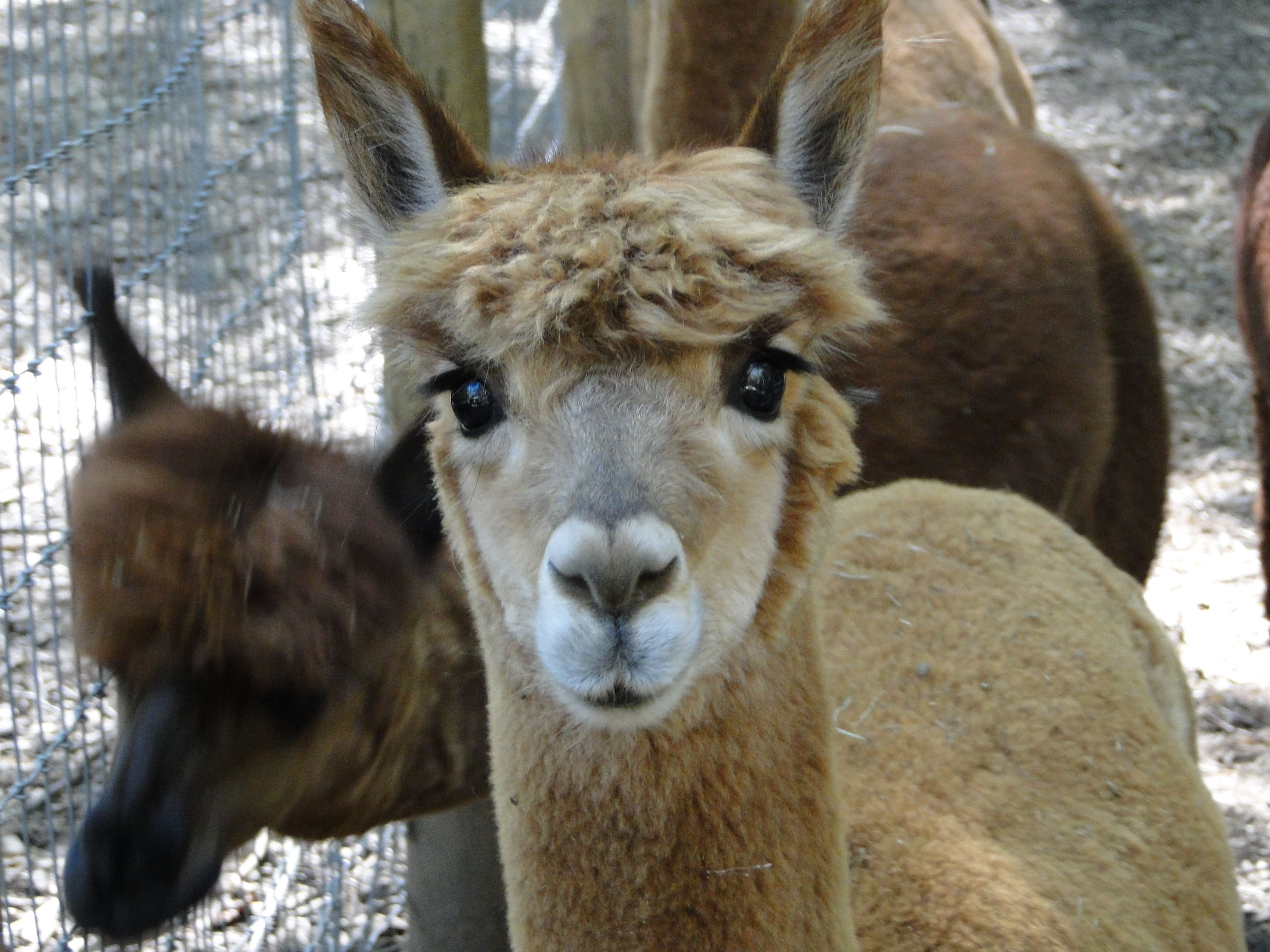 The Monkey Business stare | Alpacas and other camelids | Pinterest ...