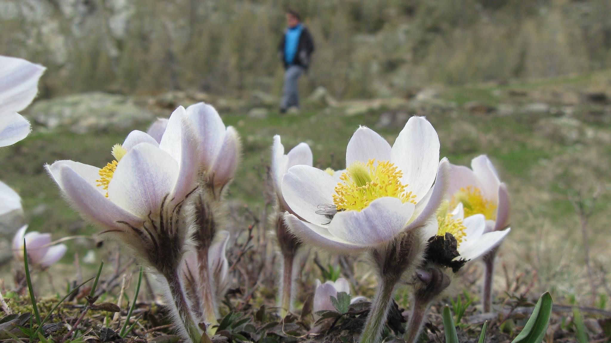Alpine anemone | Alpen bloemen | Pinterest