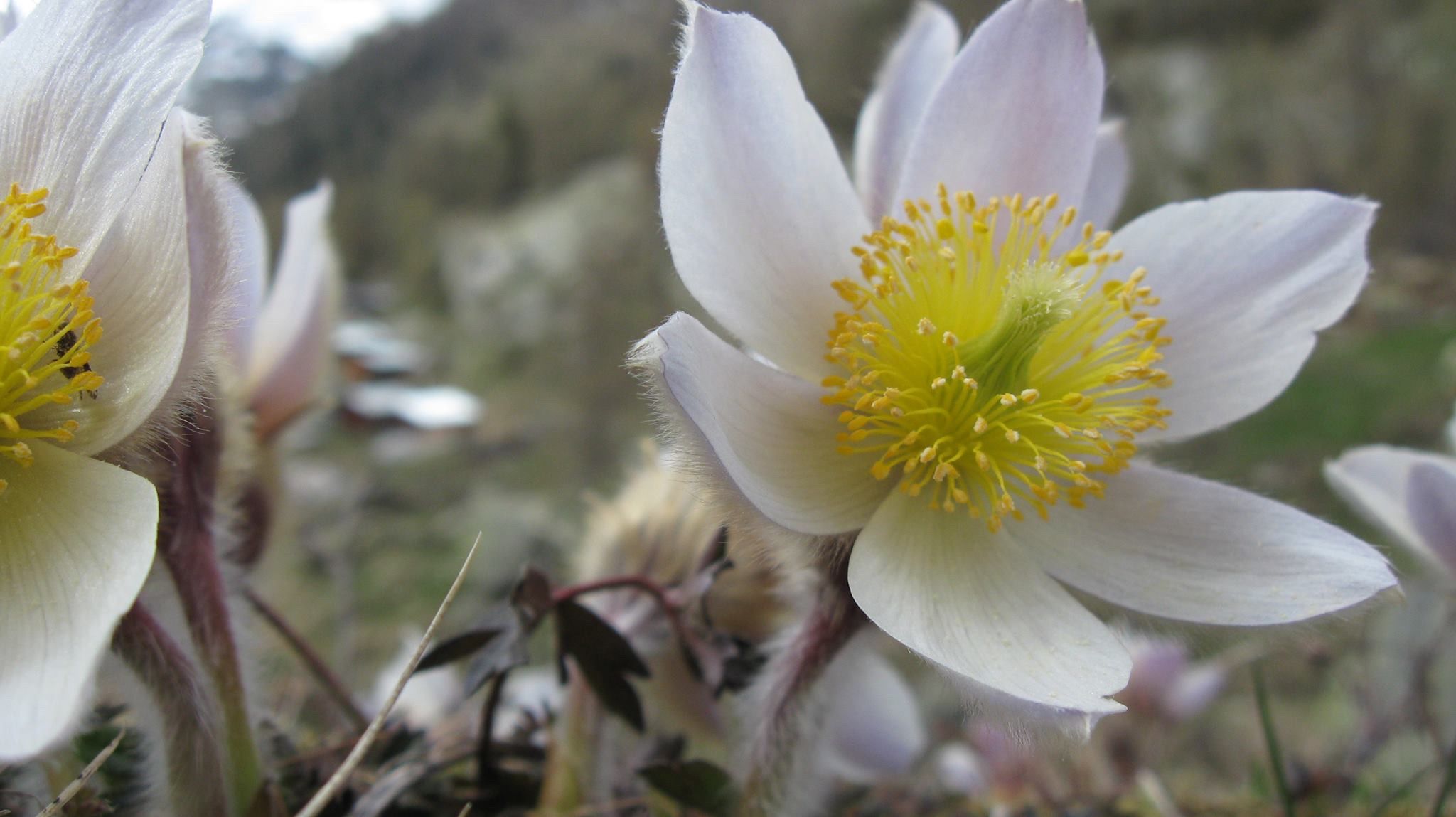 Bergbloem alpine anemone | Alpen bloemen | Pinterest