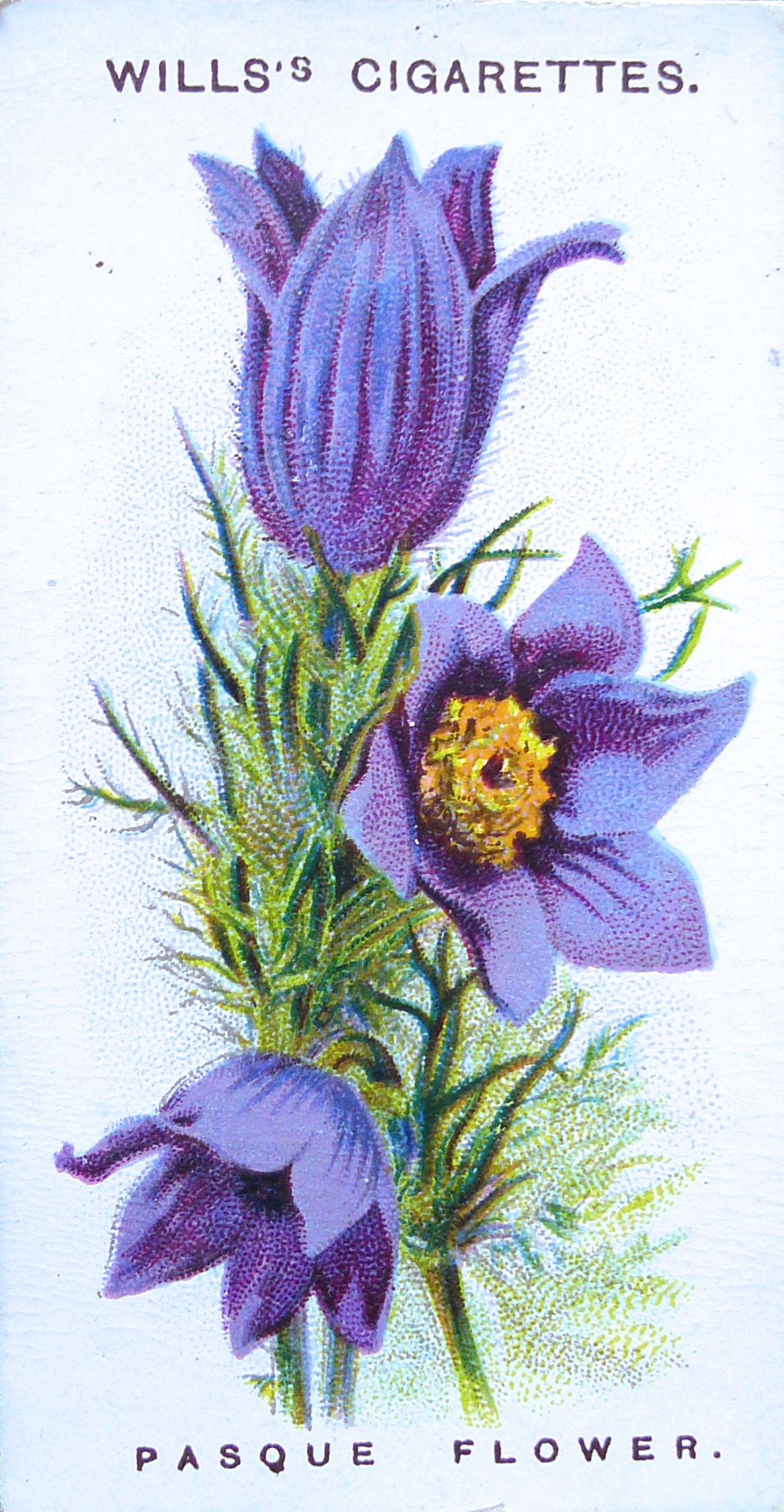 Pasque flower, Anemone pulsatilla, Wills' Alpine Flowers, 1913 – 1 ...