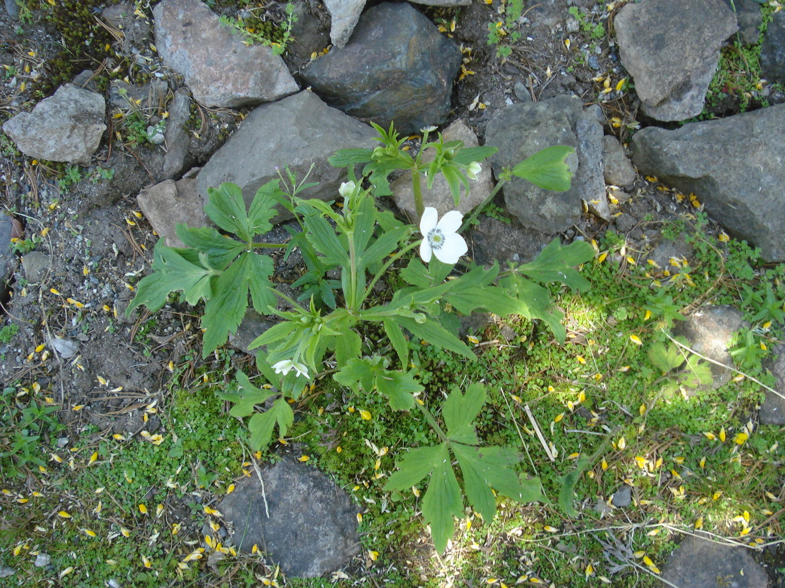 Anemone in UBCBG(Alpine garden) | UBC Botanical Garden Forums