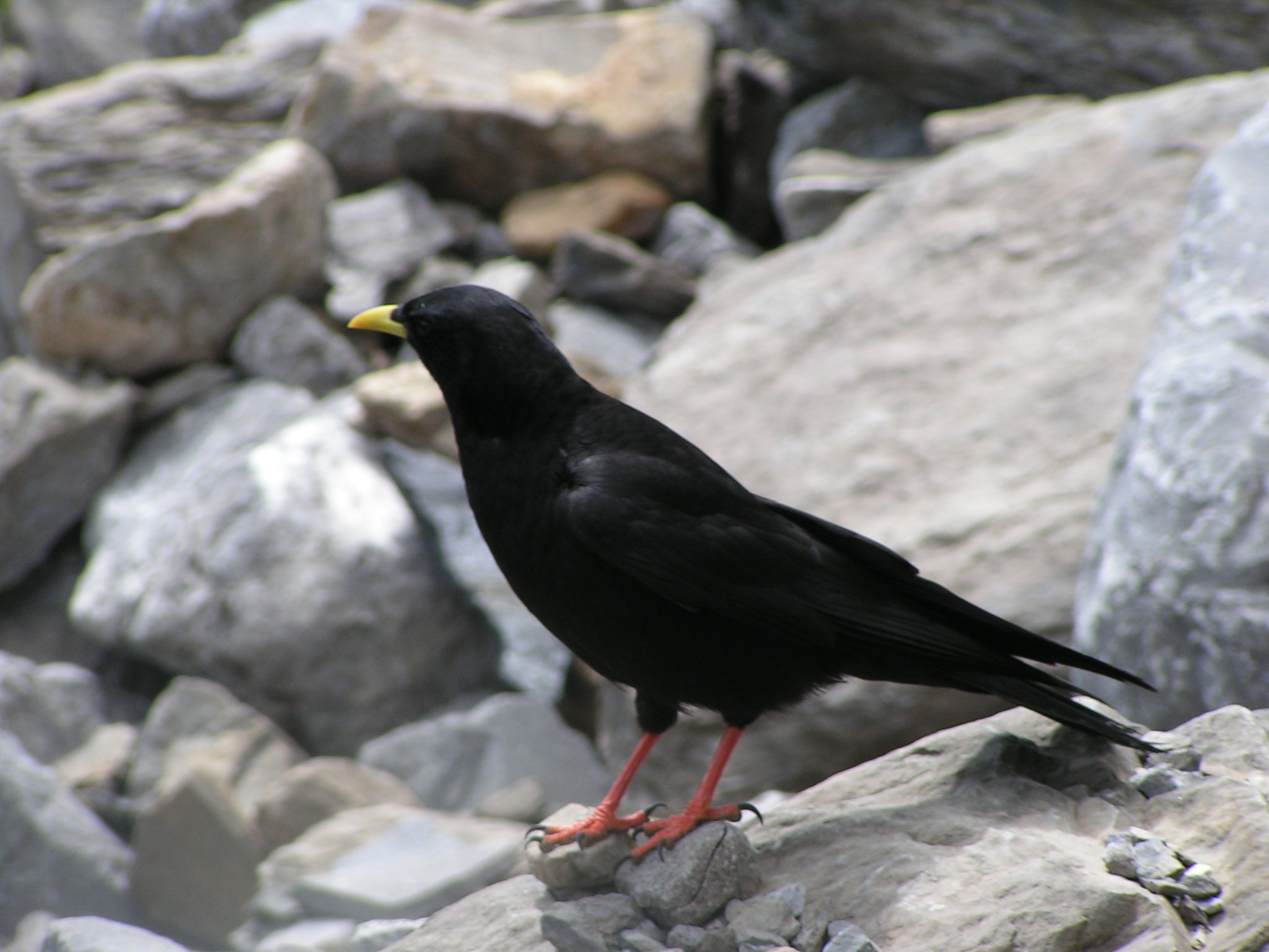 Alpine Chough on the rocks photo and wallpaper. All Alpine Chough on ...