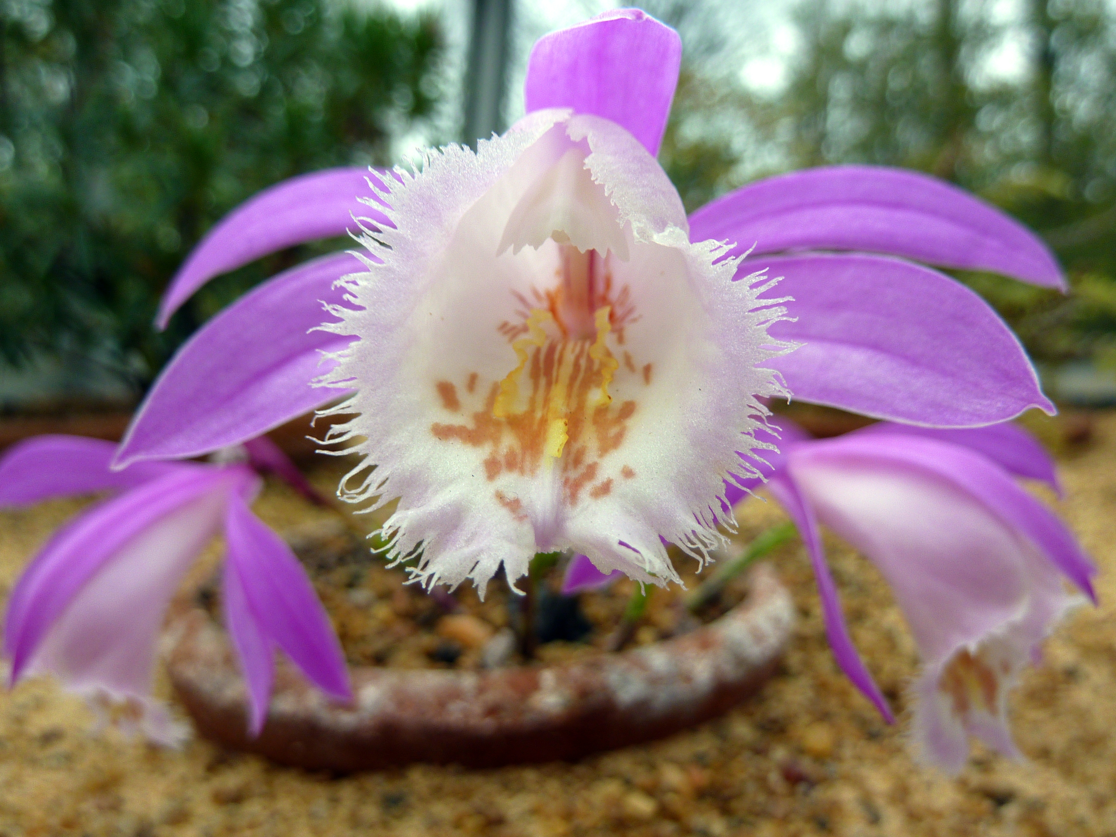 File:Purple Alpine flower (6911896594).jpg - Wikimedia Commons