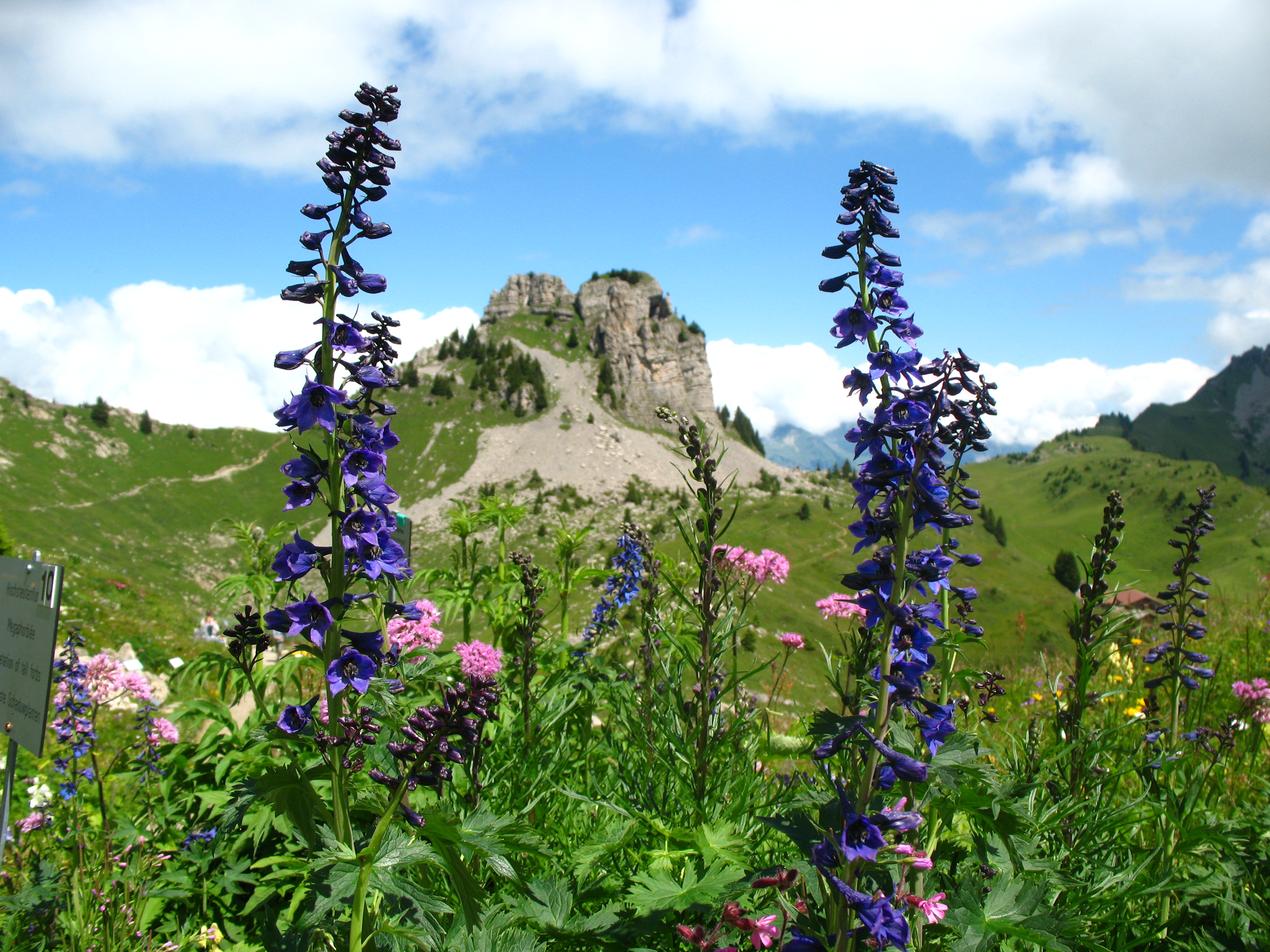 Switzerland's Most Beautiful Alpine Gardens | Travel | Smithsonian