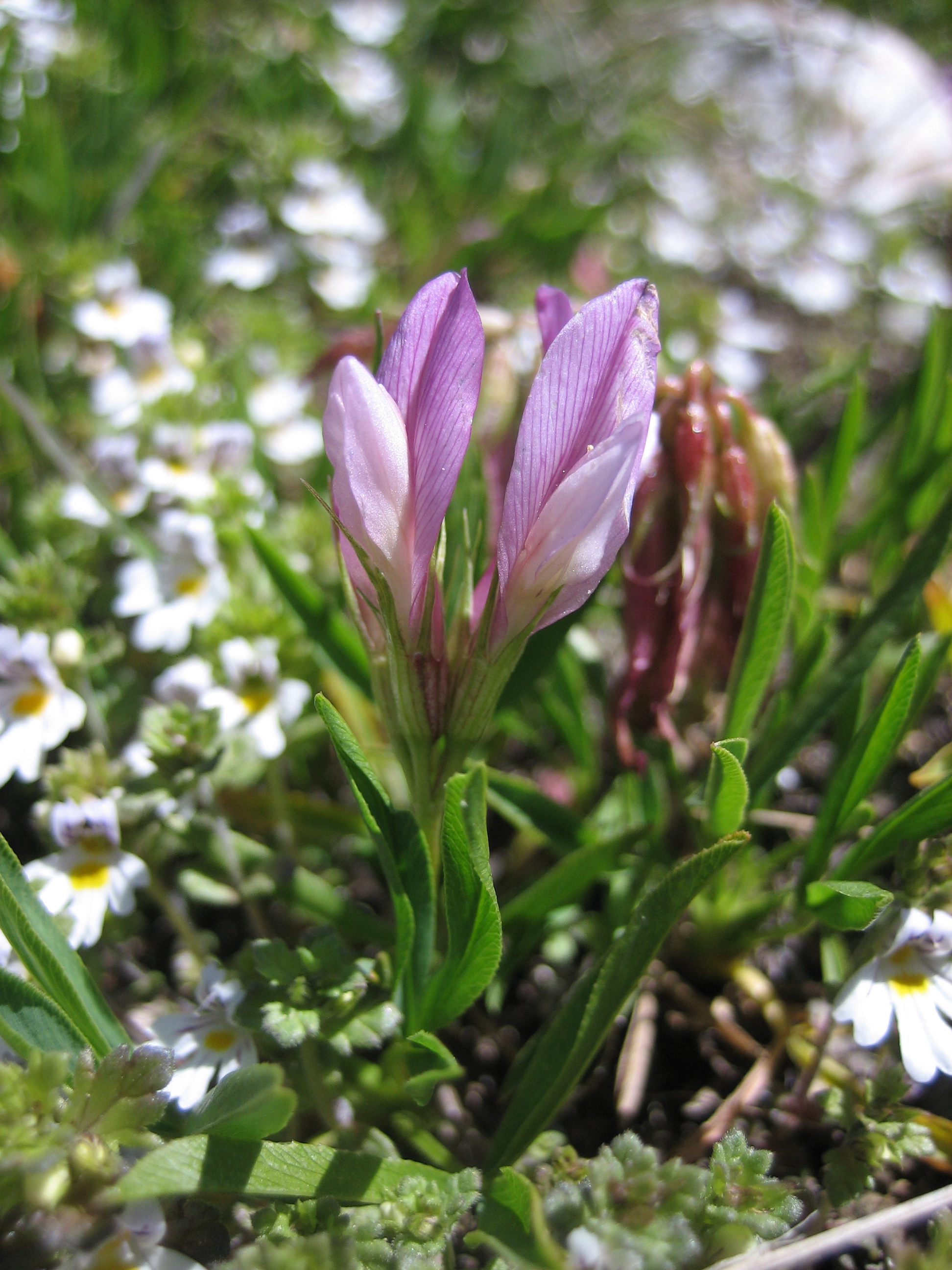 File:Alpine Flowers-002.jpg - Wikimedia Commons