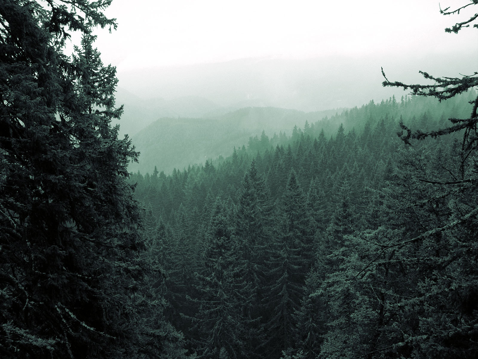 Alpine Forest by iammenotu on DeviantArt