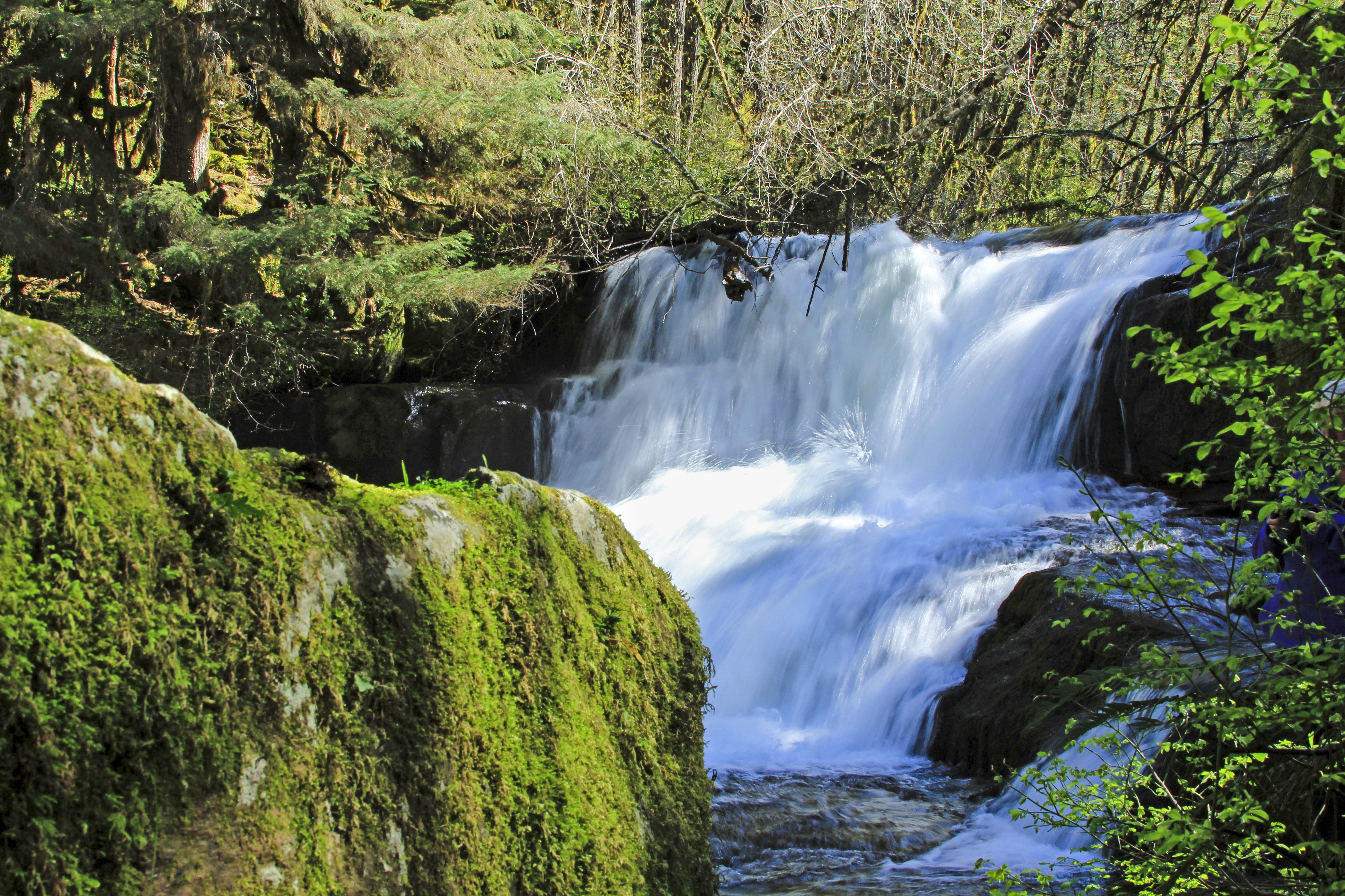 Alsea Waterfalls, Oregon, Creek, Falls, Forest, Landscape, HQ Photo