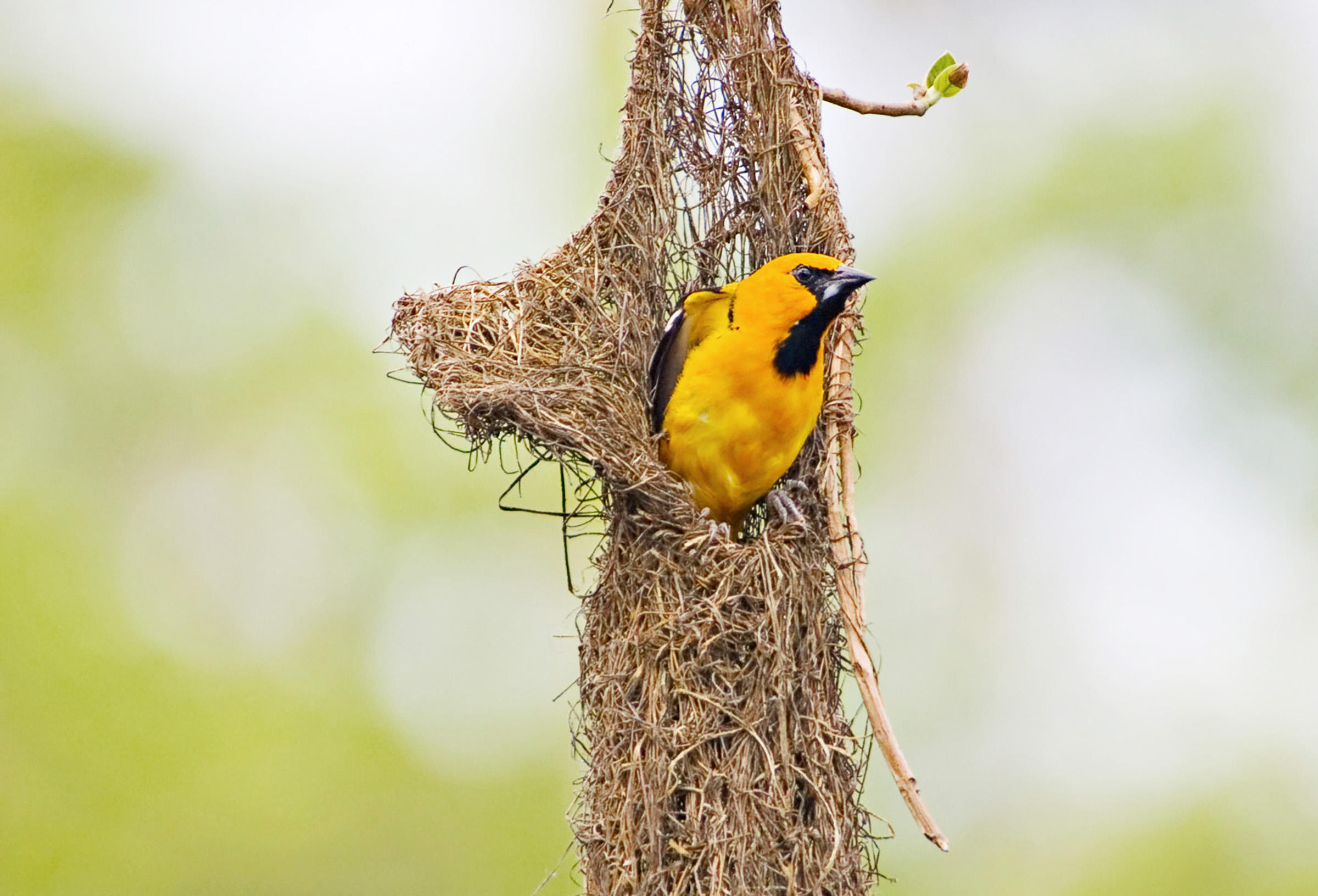 Altamira Oriole | Audubon Field Guide