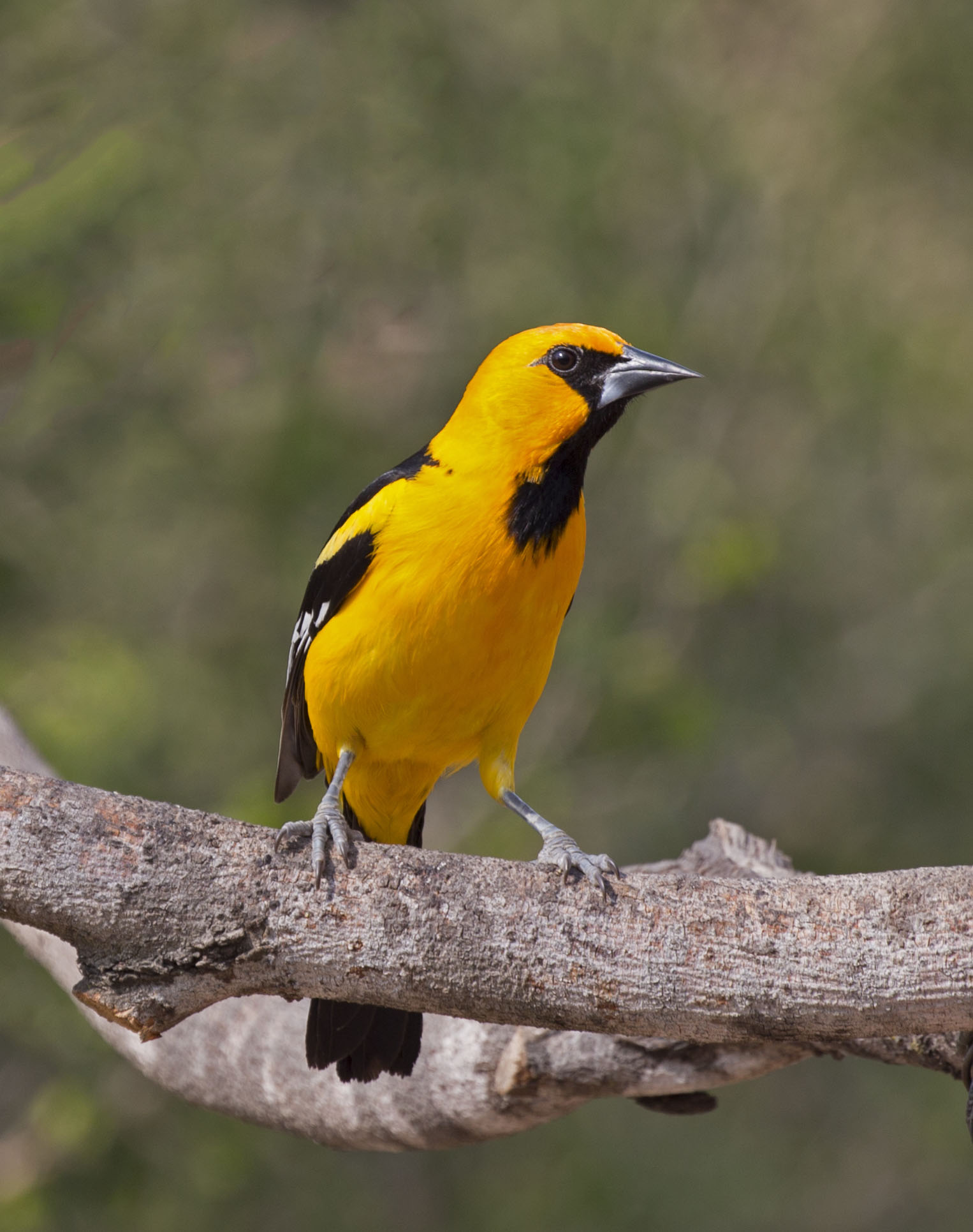 Pictures and information on Altamira Oriole