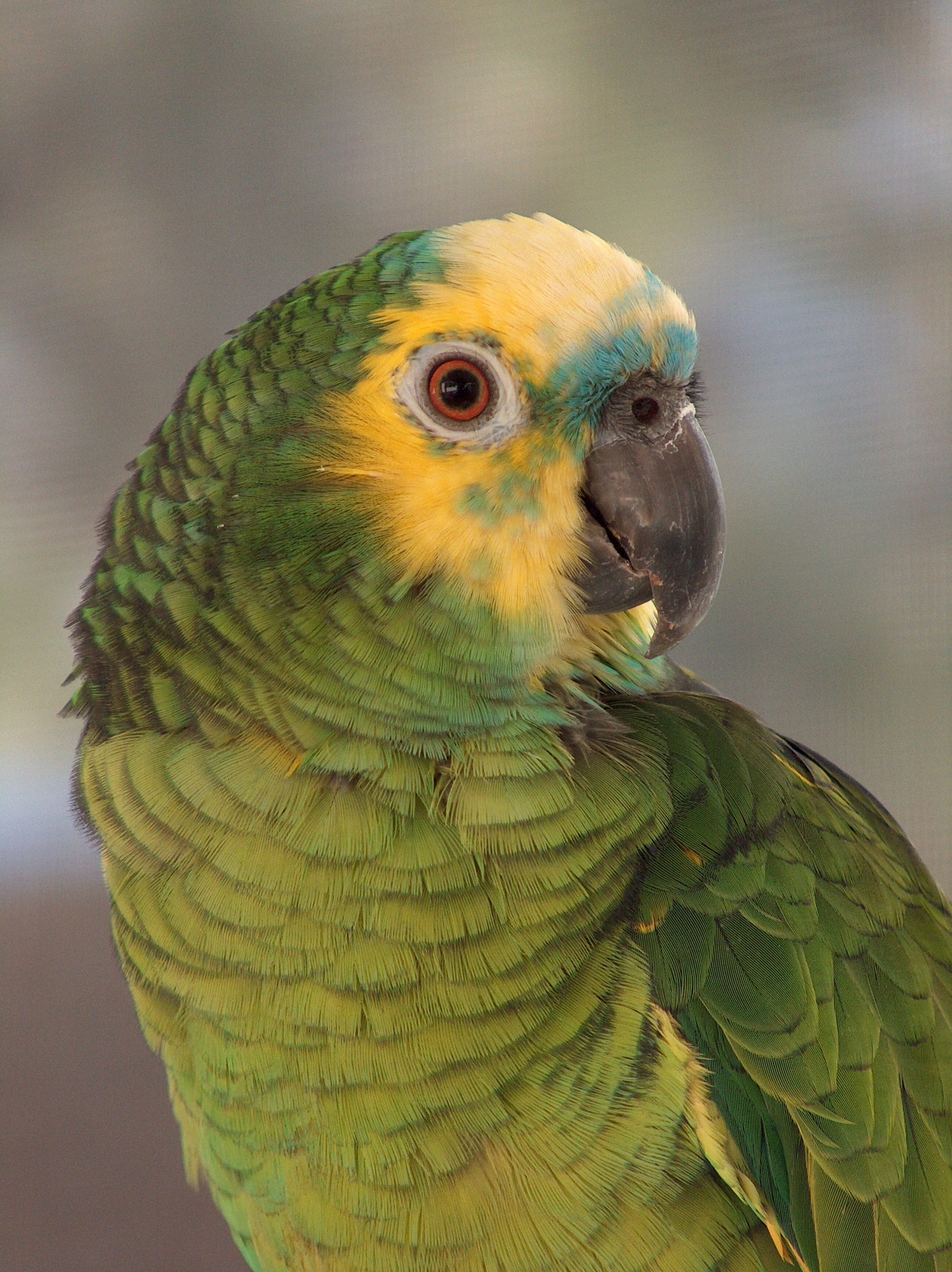 Amazon blue front parrot photo