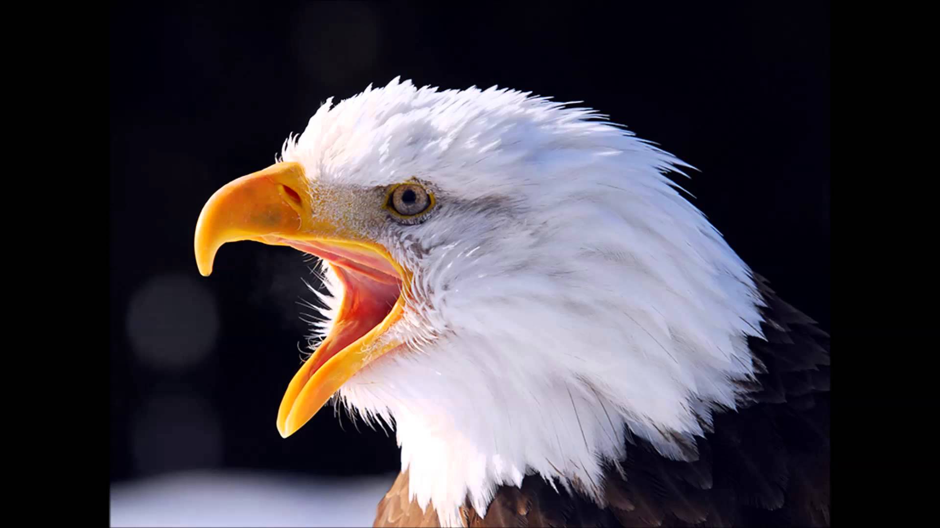 american bald eagle sounds and calls - YouTube