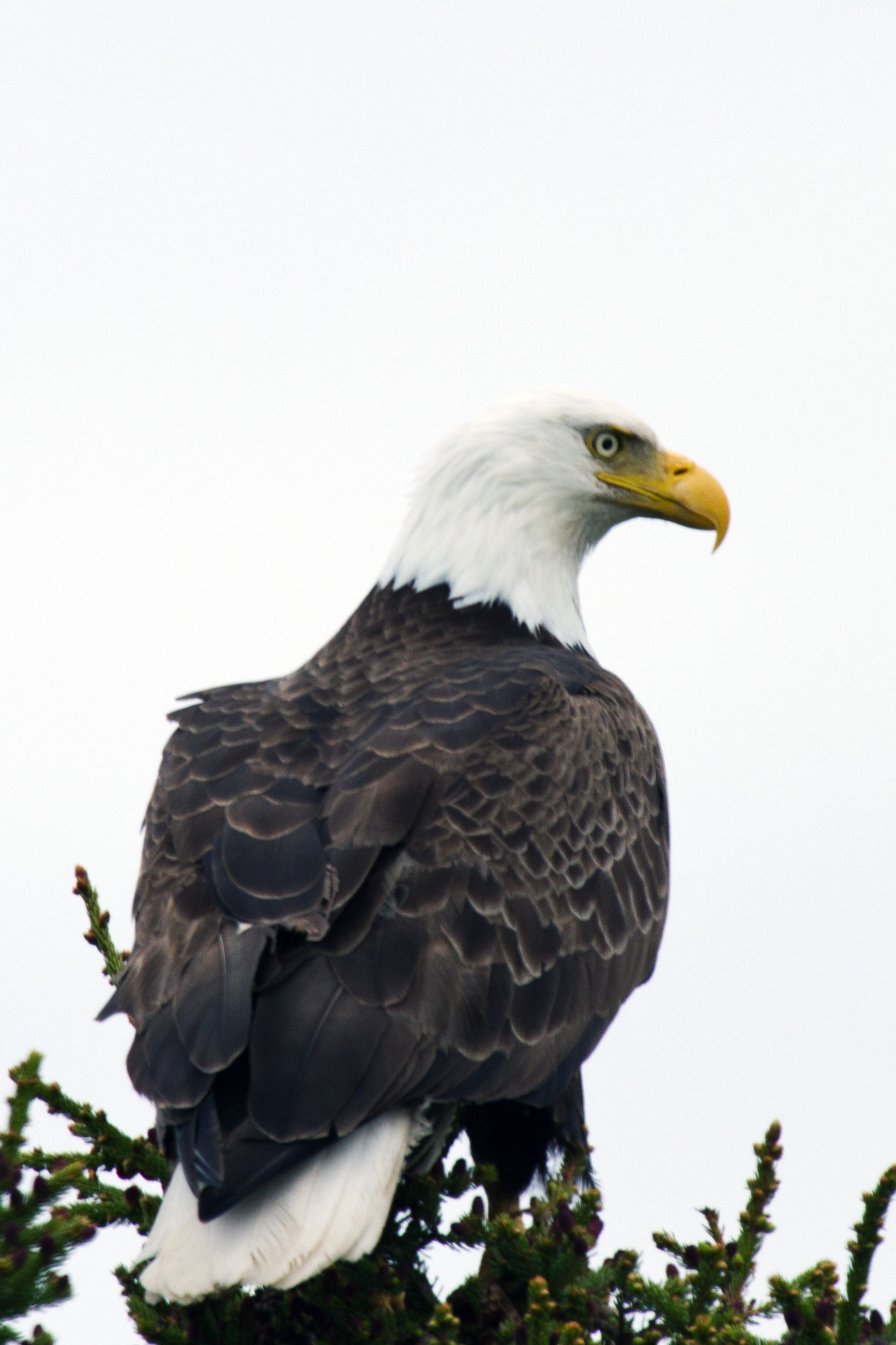 American bald eagle photo