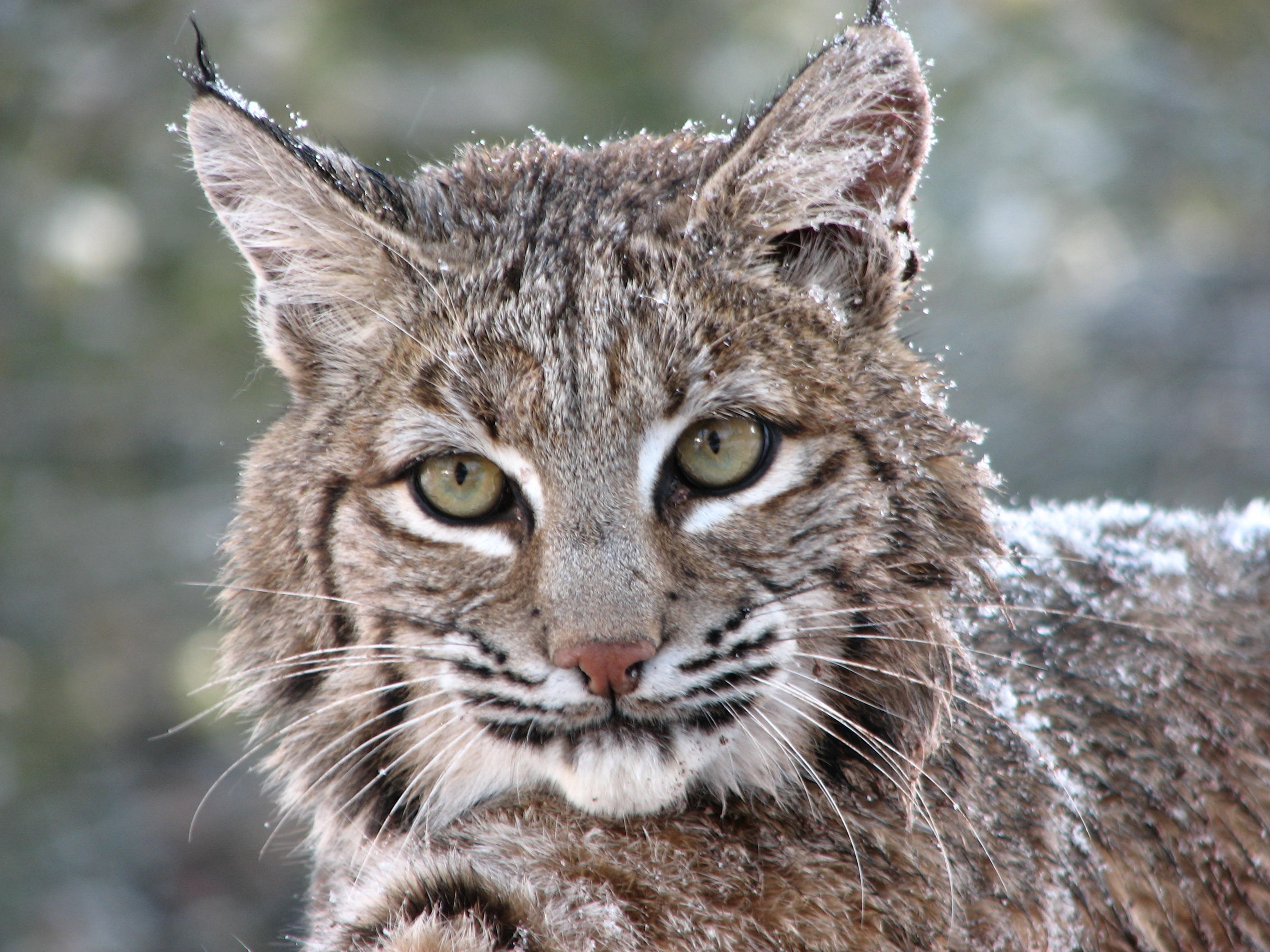 American Lynx Cat | Bobcat | BIG CATS/WILDCATS (4) | Pinterest | Cat ...