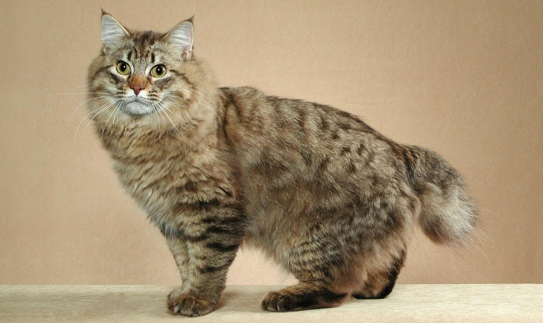 American Bobtail - Information, Health, Pictures & Training Pet Paw