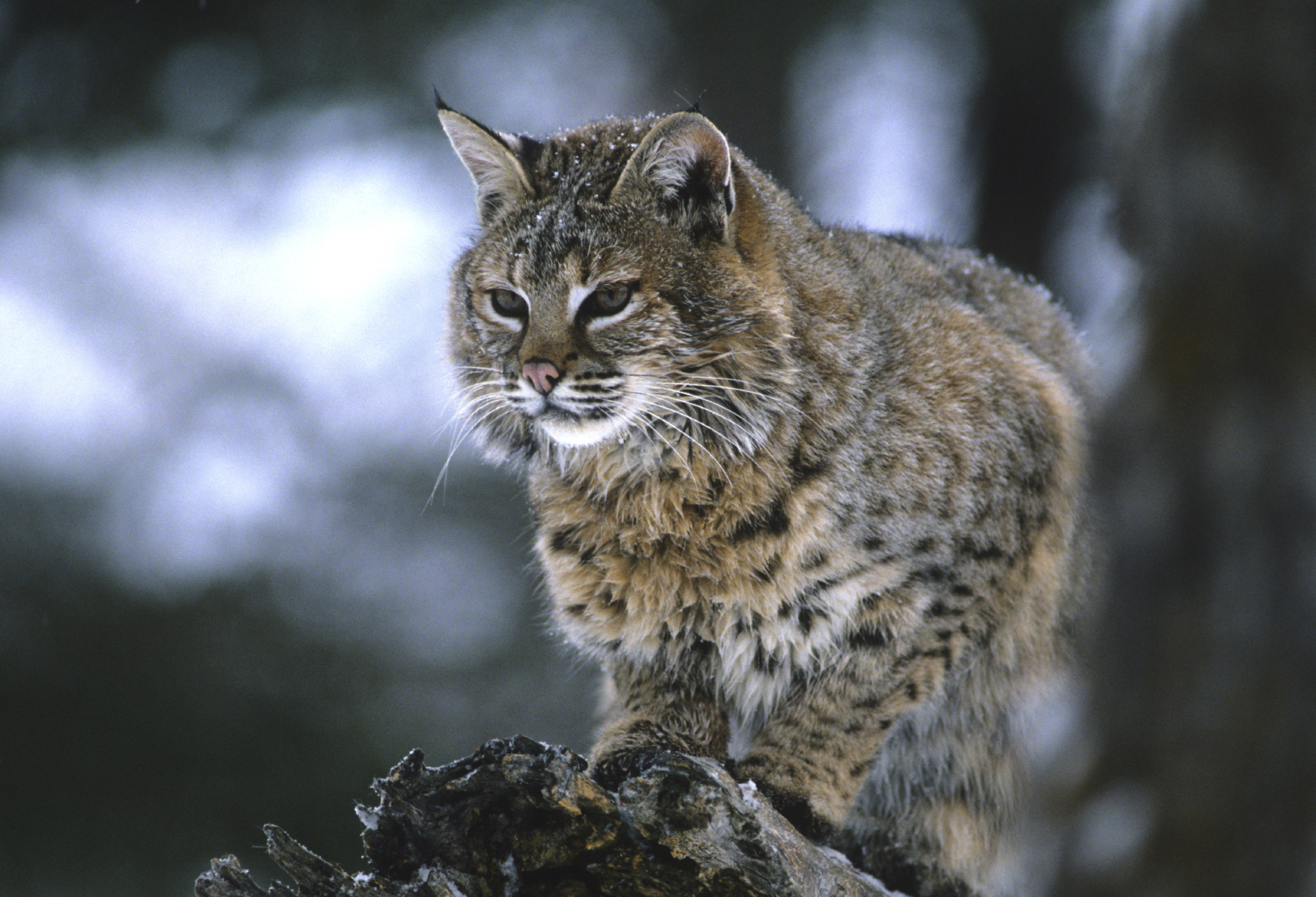 In the Land of Lincoln, Lawmakers Smear North American Bobcat · A ...