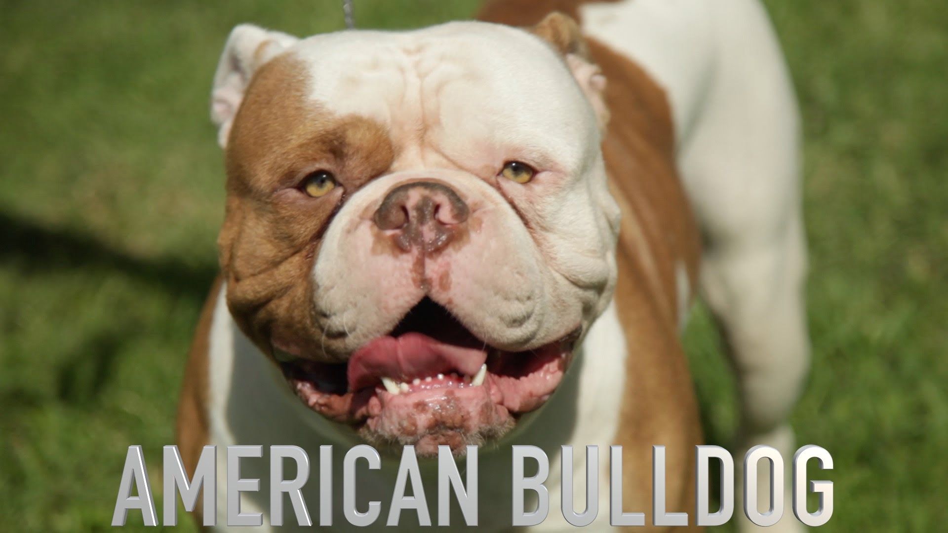 THE AMERICAN BULLDOG - A DOG LOVERS INTRODUCTION - YouTube
