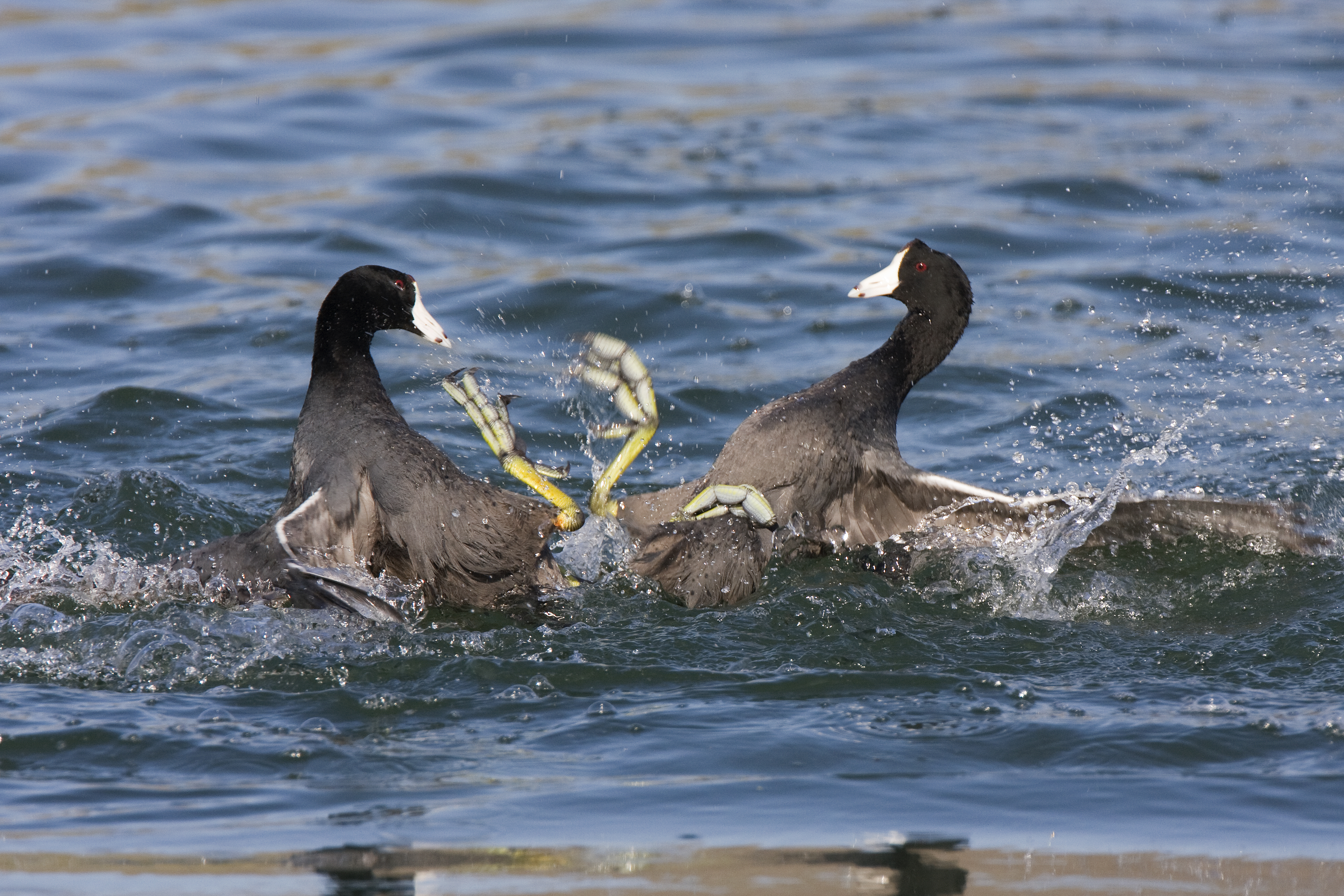 File:American Coots fighting.jpg - Wikimedia Commons