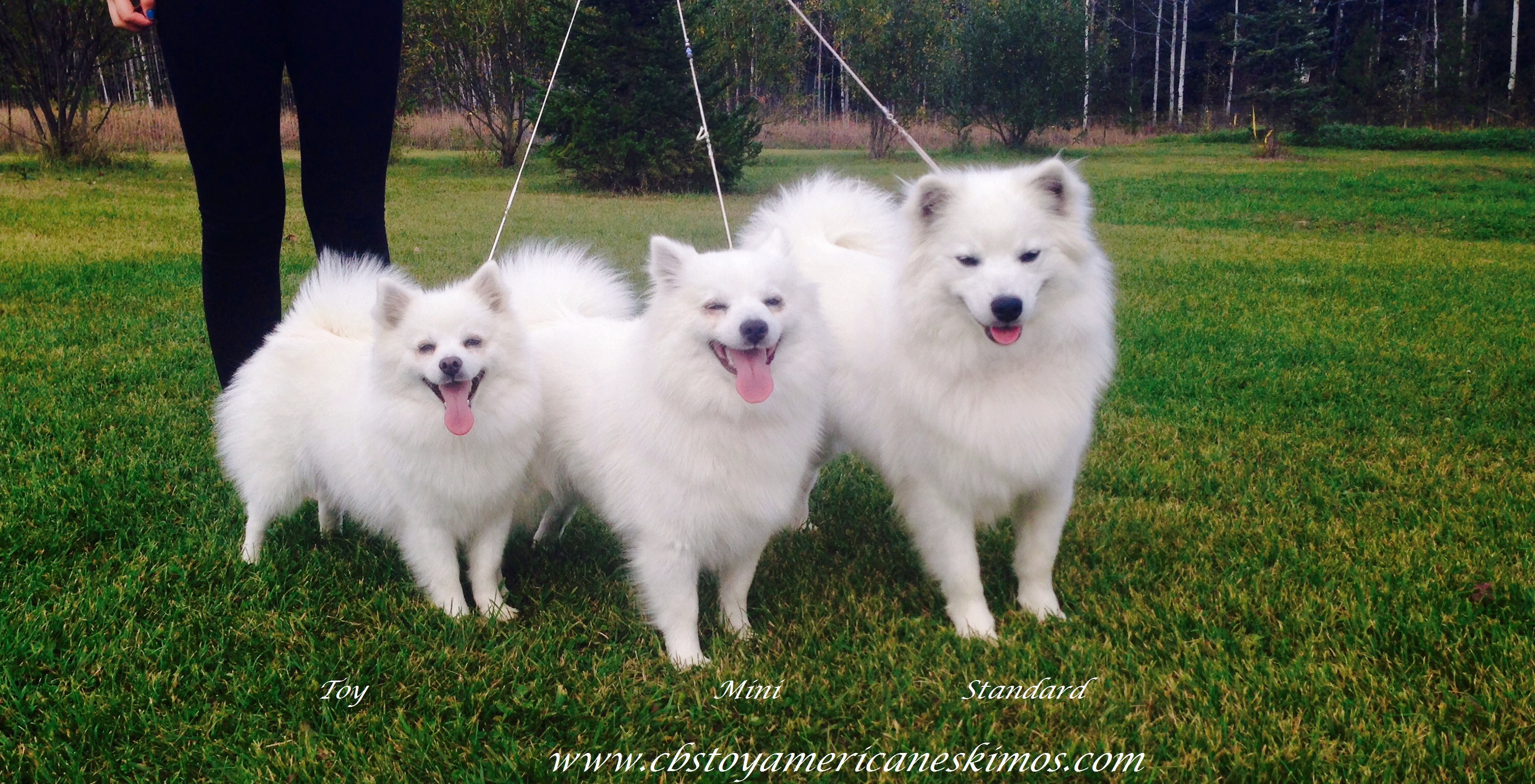 Toy Miniature american eskimo puppies dogs pictures information for ...