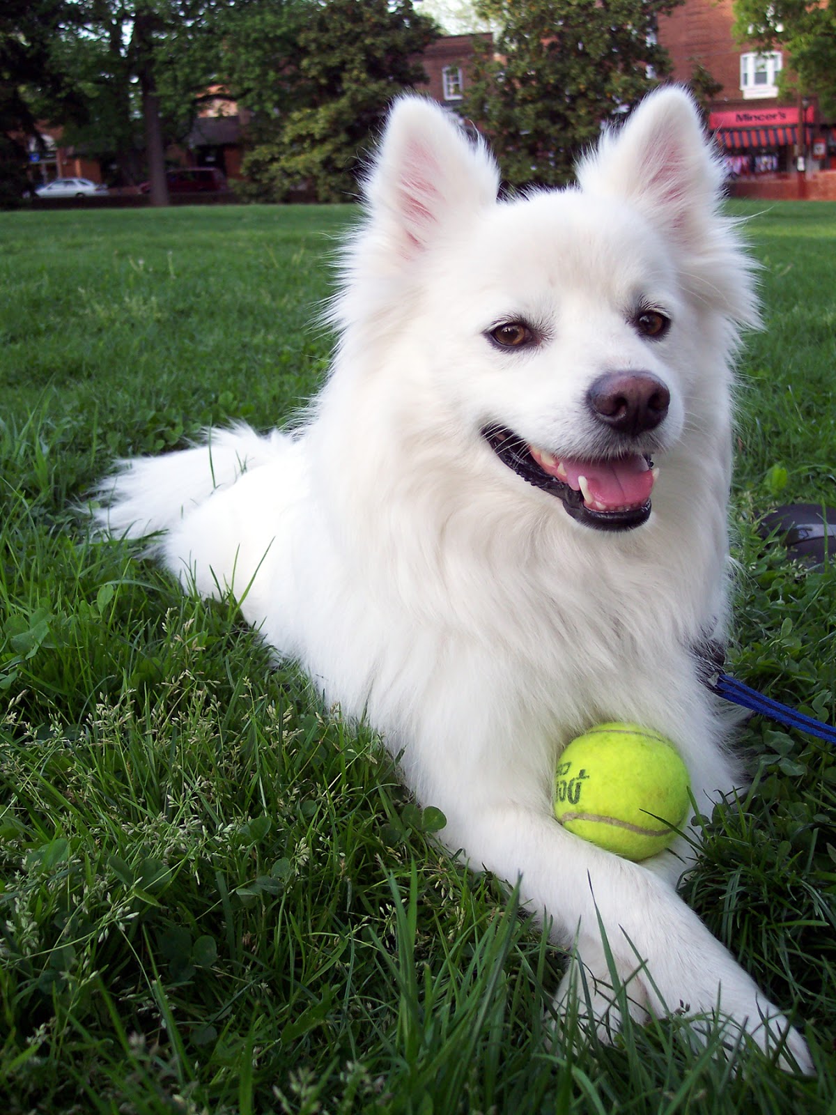 Everything about your American Eskimo Dog - LUV My dogs
